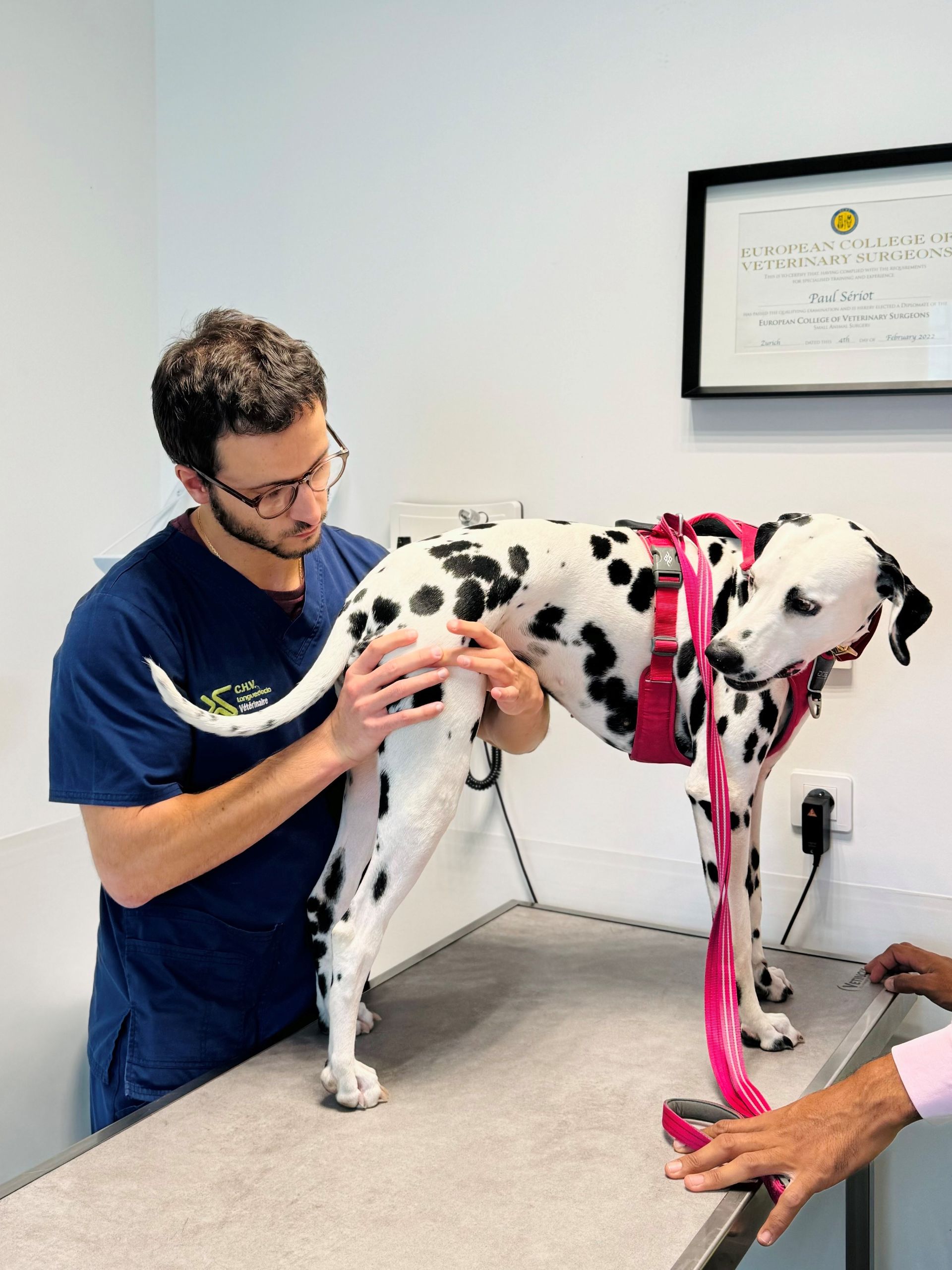 Un vétérinaire examine un dalmatien sur une table de traitement, avec une laisse rose, dans une salle de consultation.