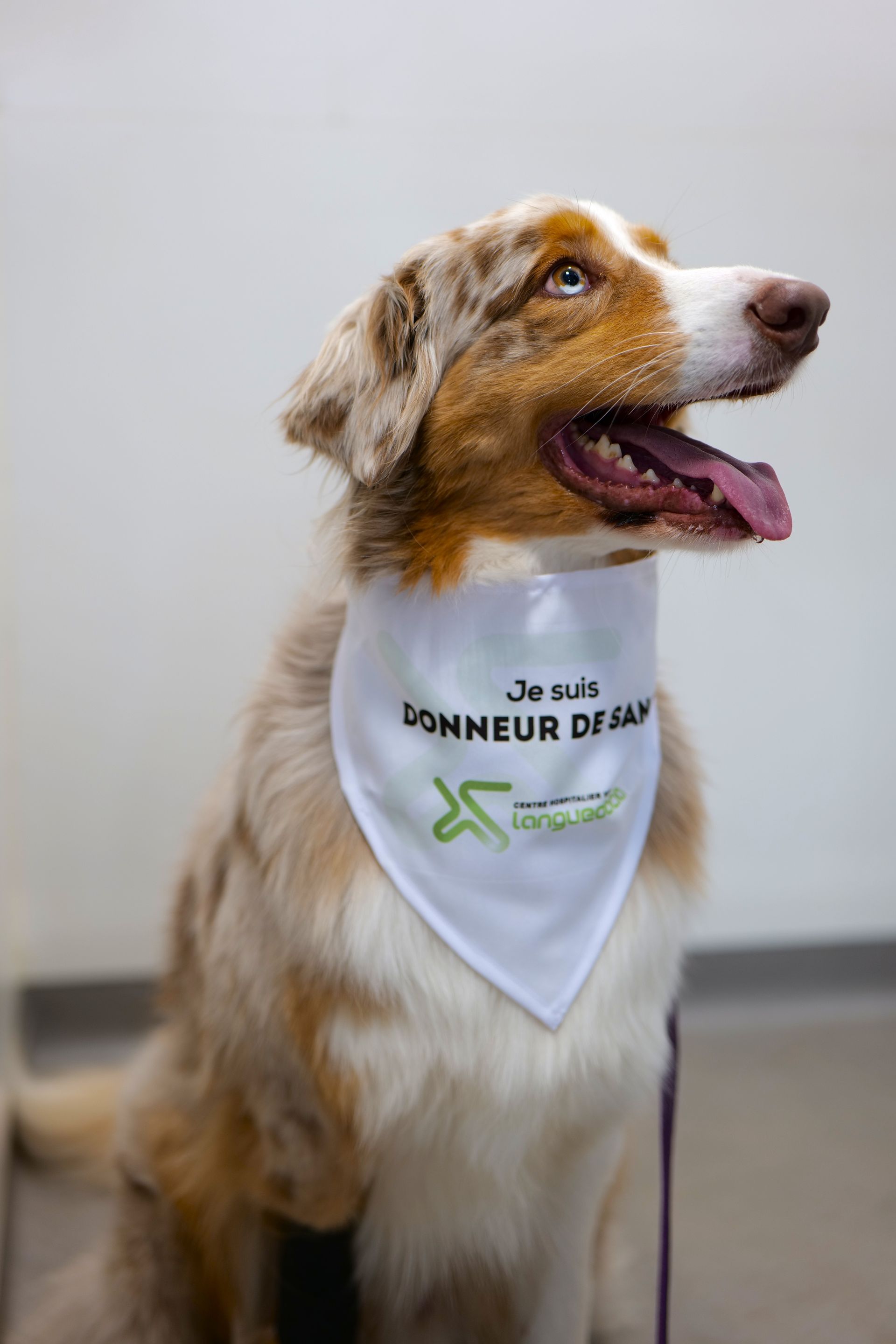 Chien brun et blanc assis de profil, portant un bandana blanc avec du texte, la gueule ouverte et la langue sortie.