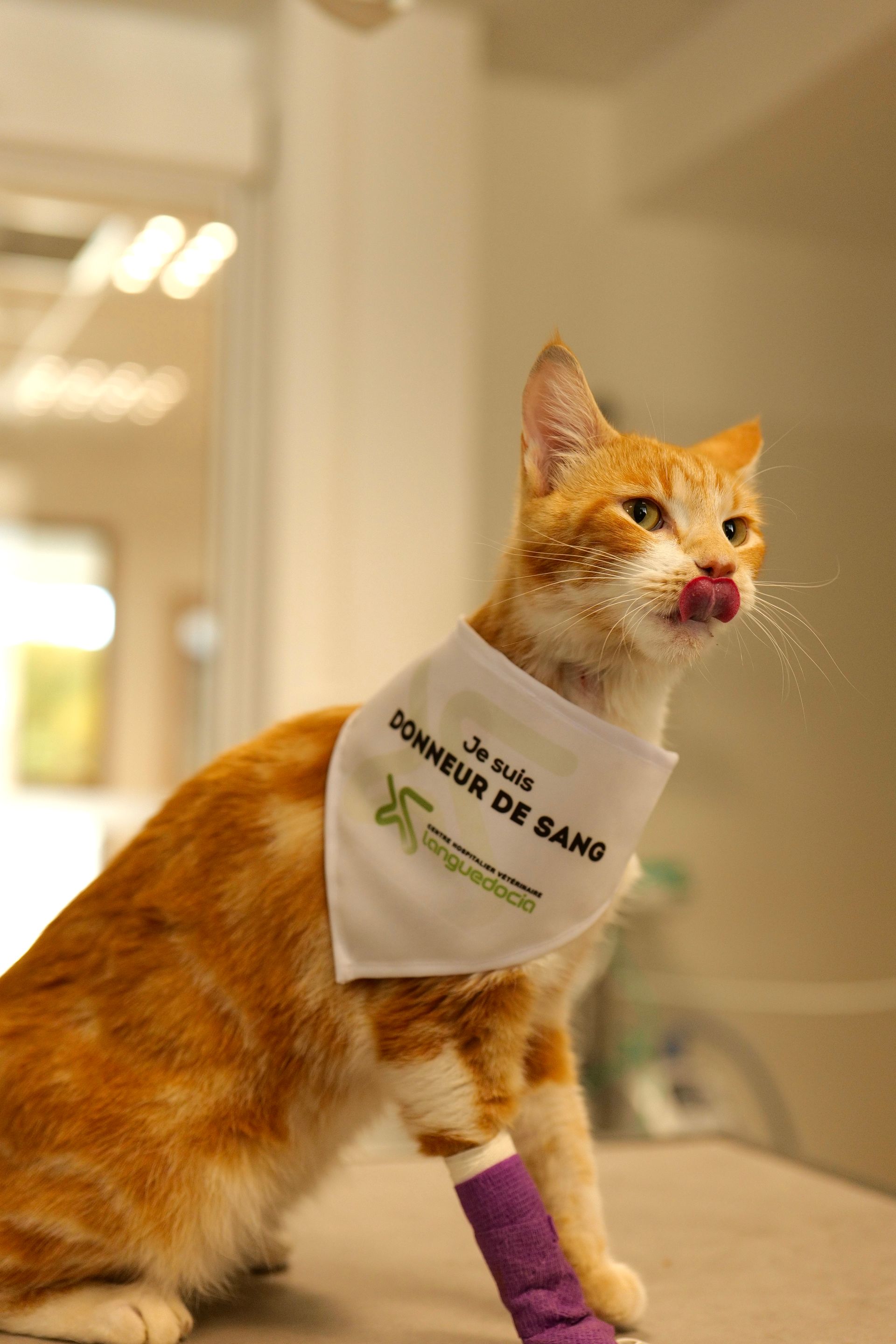 Chat roux portant un bavoir blanc et un bandage violet à la patte, assis à l'intérieur et regardant vers le haut