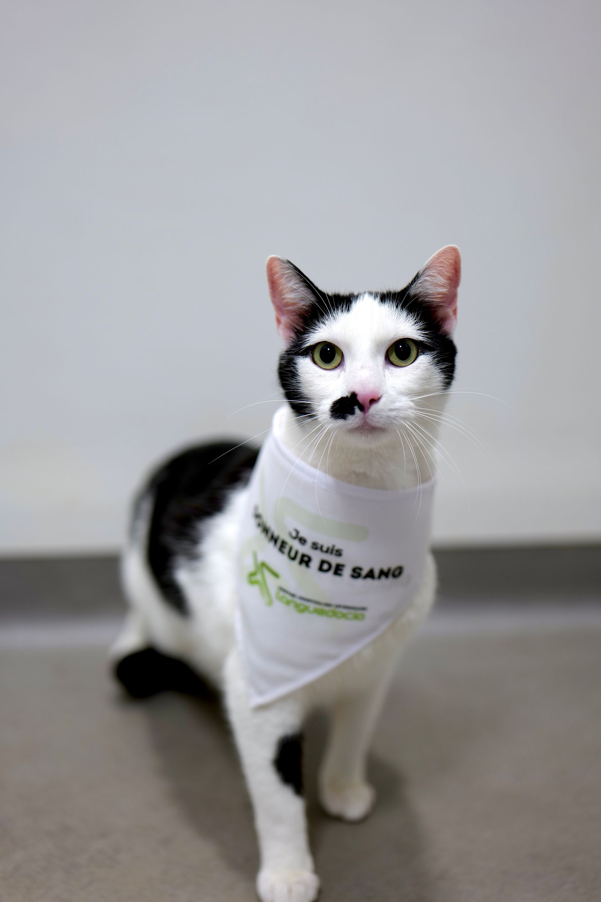 Un chat noir et blanc portant un bandana blanc est assis à l'intérieur, contre un mur uni.