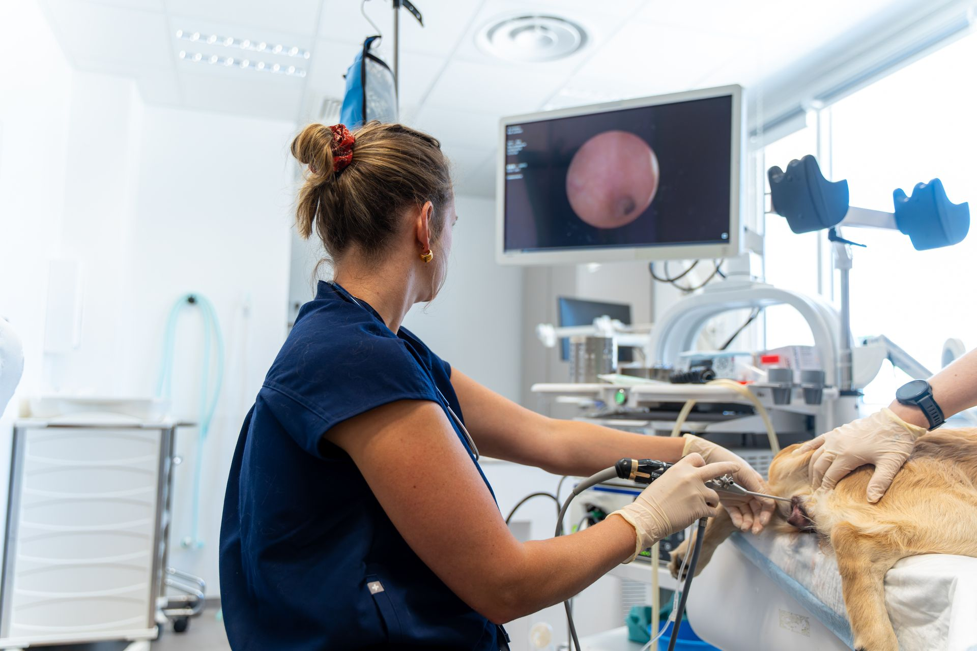 Un vétérinaire examine un chat sous sédatif dans une clinique lumineuse, un écran affichant une vue rapprochée.