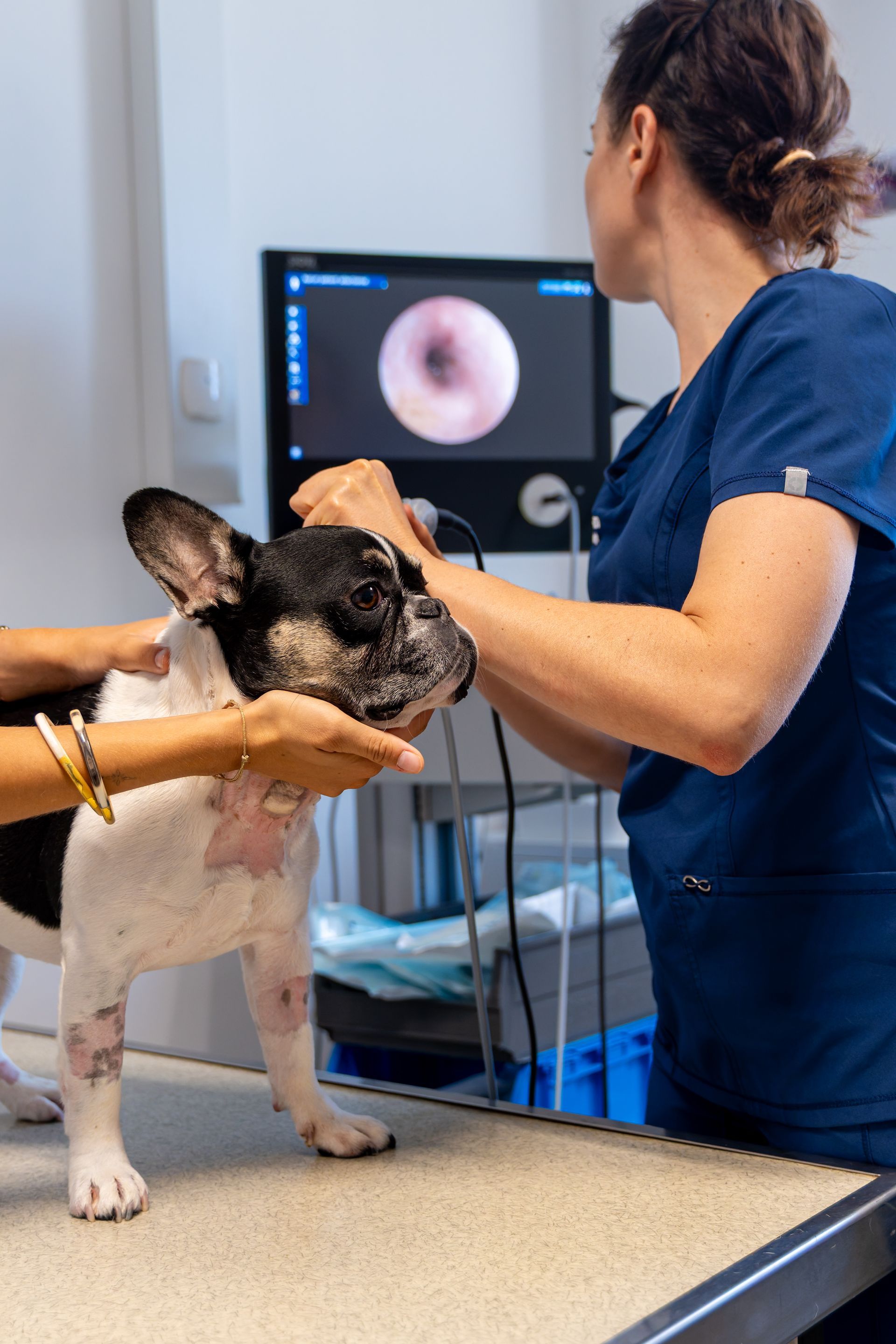 Dermatologie vétérinaire 