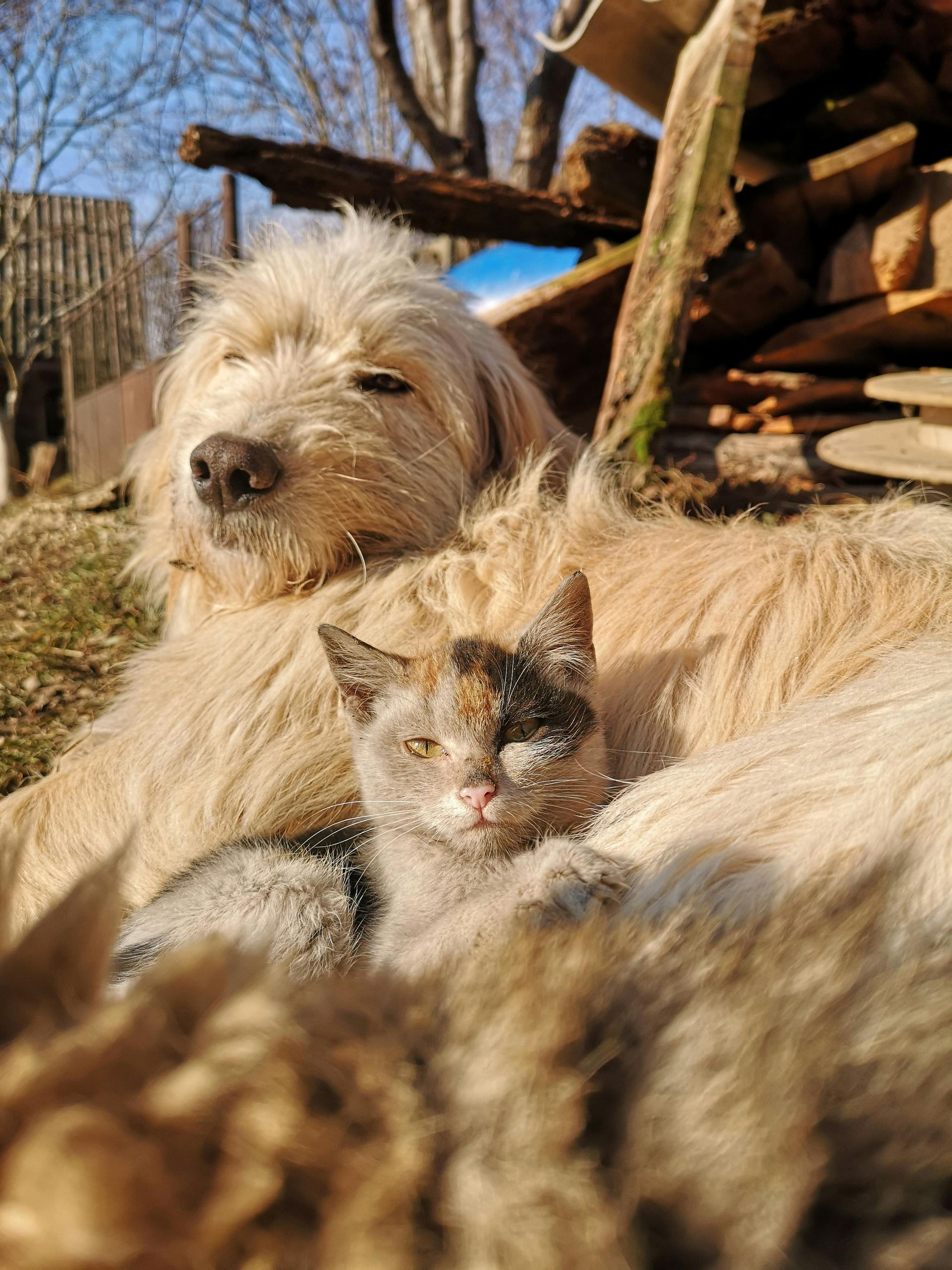 Un chien et une chatte calico se reposent ensemble au soleil, à l'extérieur.