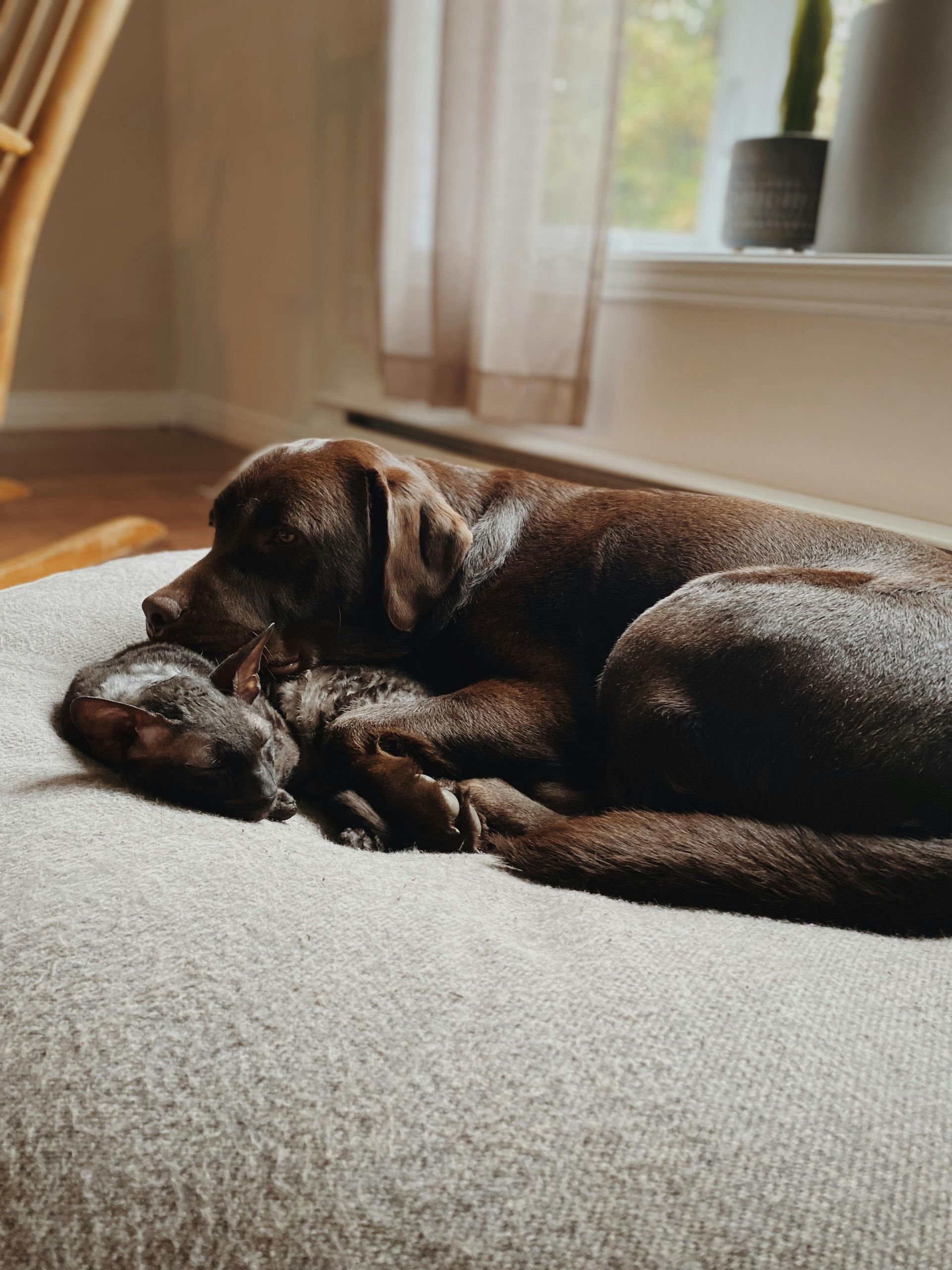 Chien et chat malade qui ont besoin de voir un vétérinaire