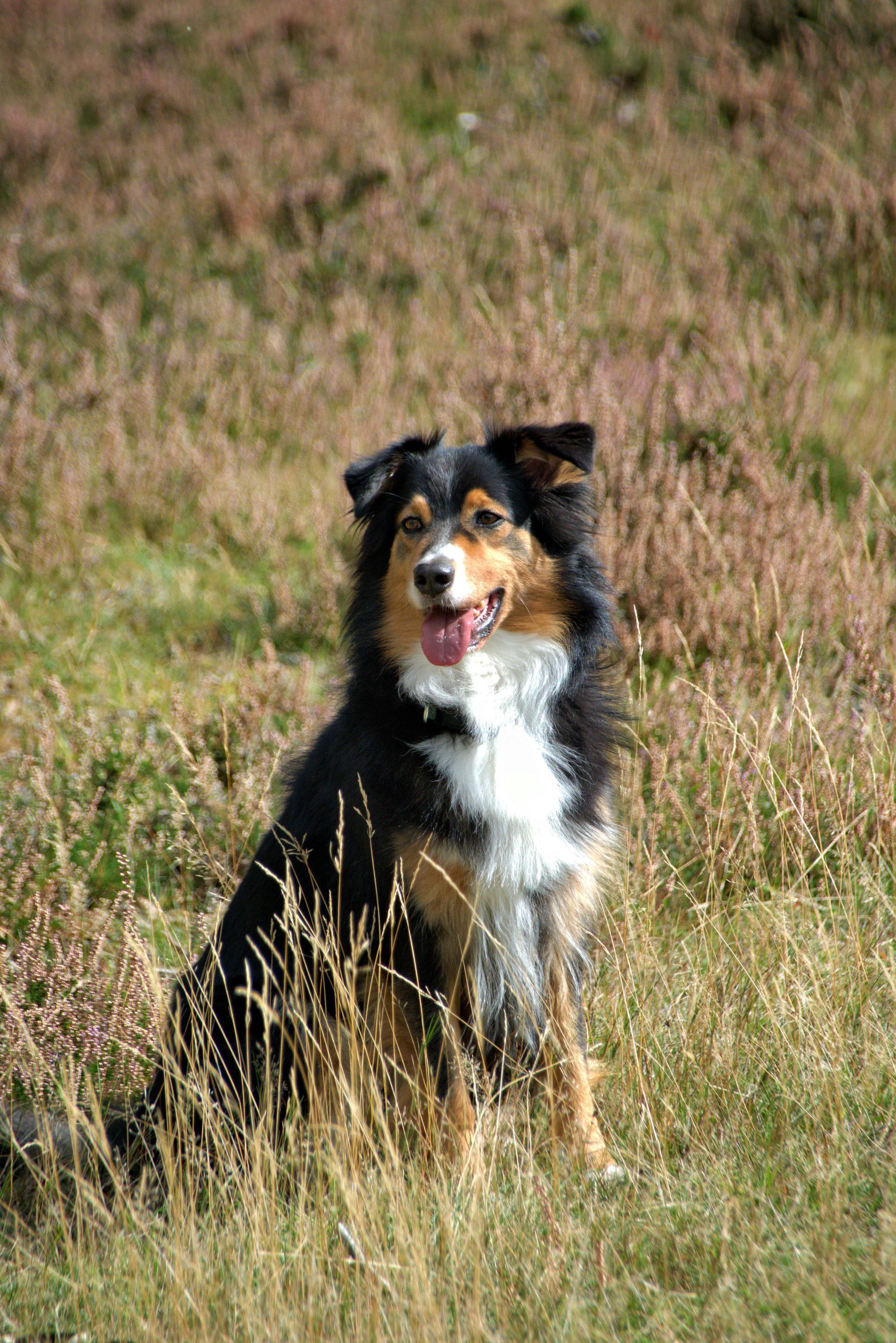 Chien tricolore assis dans les hautes herbes, la langue pendante, dans un champ ensoleillé.