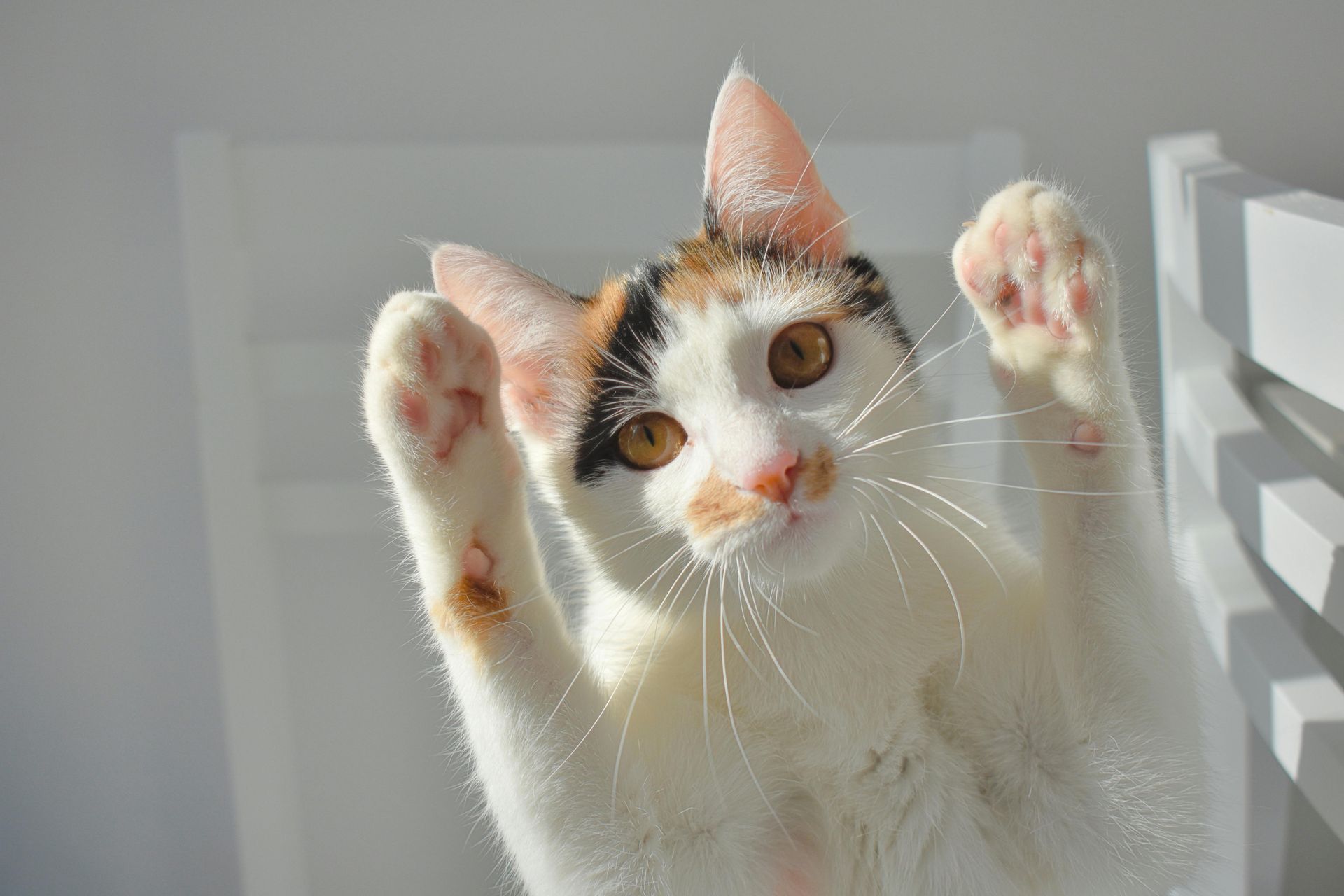 Chat blanc et orange appuyant ses pattes contre une porte vitrée en plein soleil