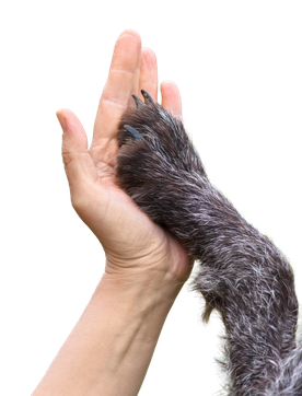 Main touchant la patte d'un petit animal gris et poilu sur fond blanc