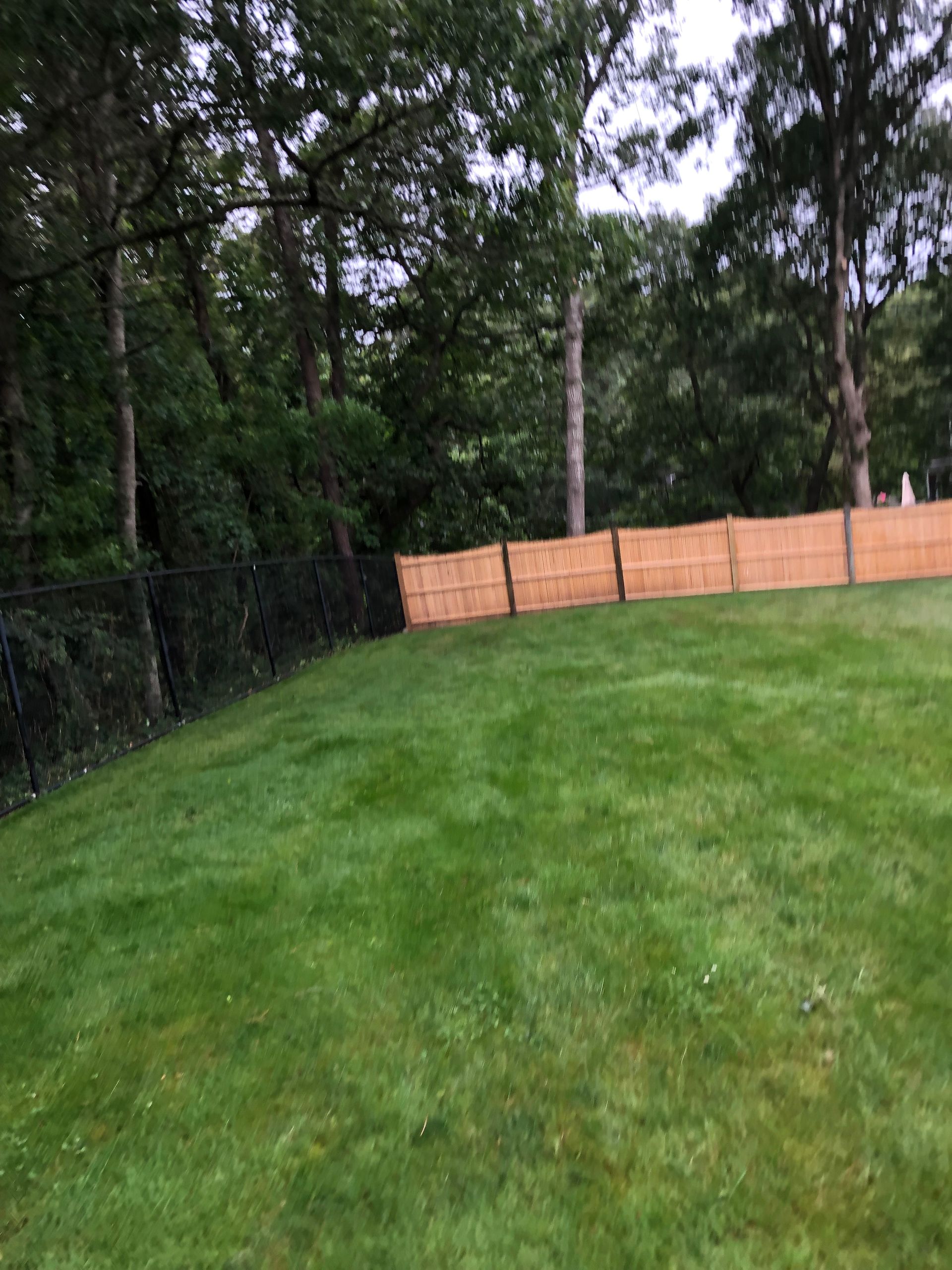 Grassy backyard with trees and a wooden fence along the back edge