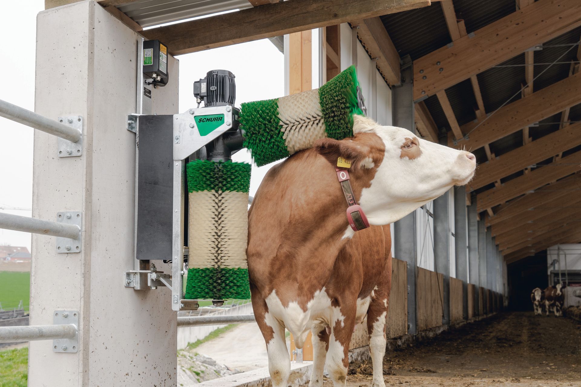 2 cows being cleaned simultaneously