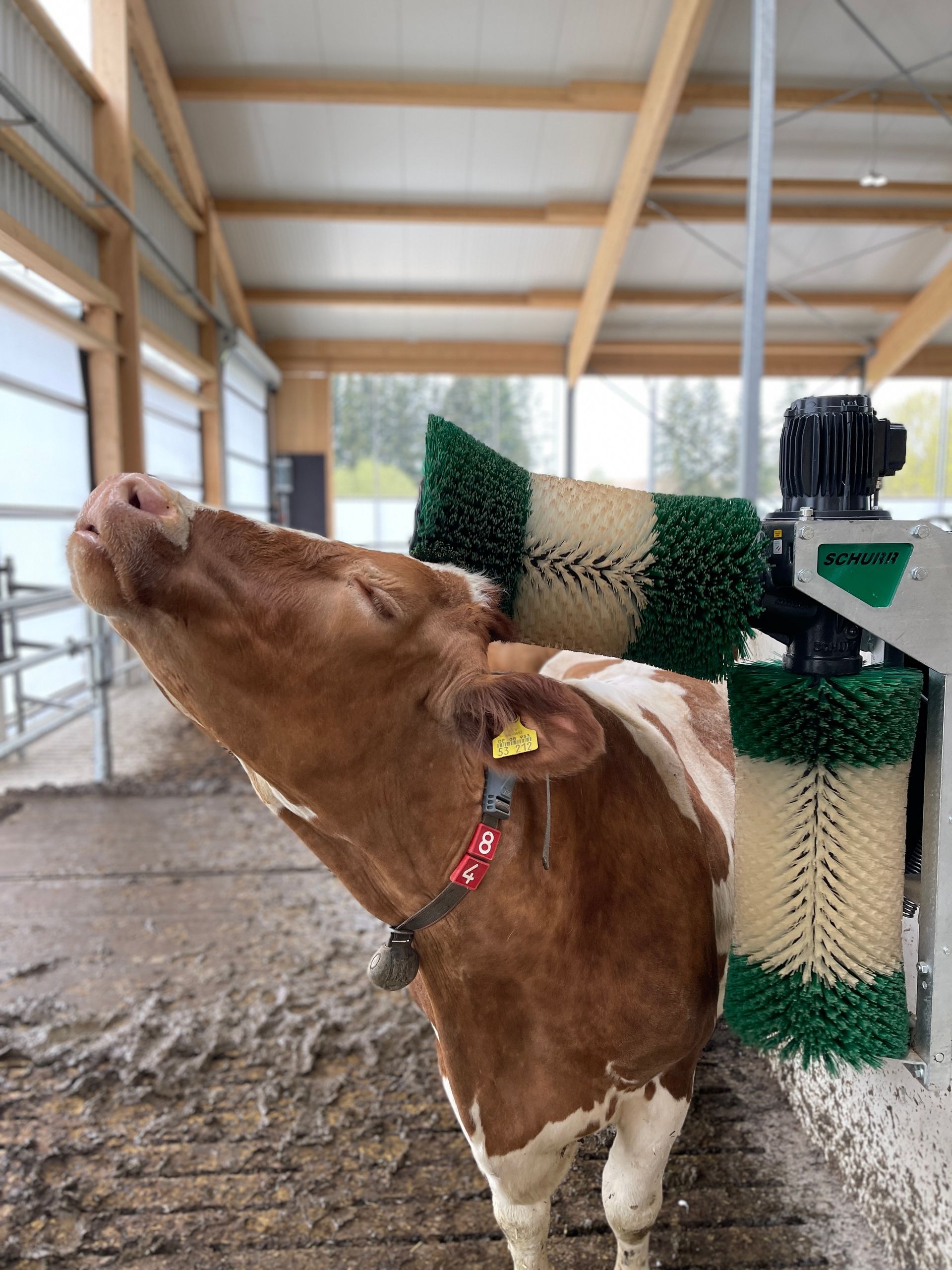 cow being cleaned