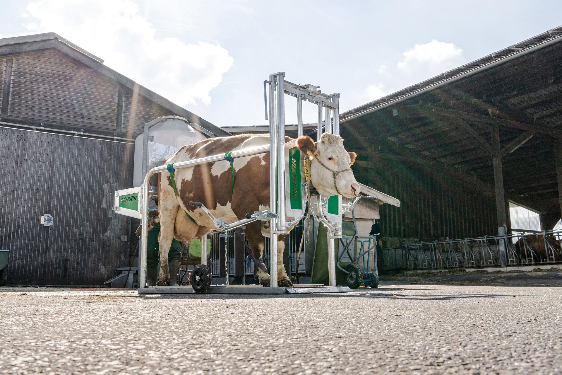 cow being cleaned