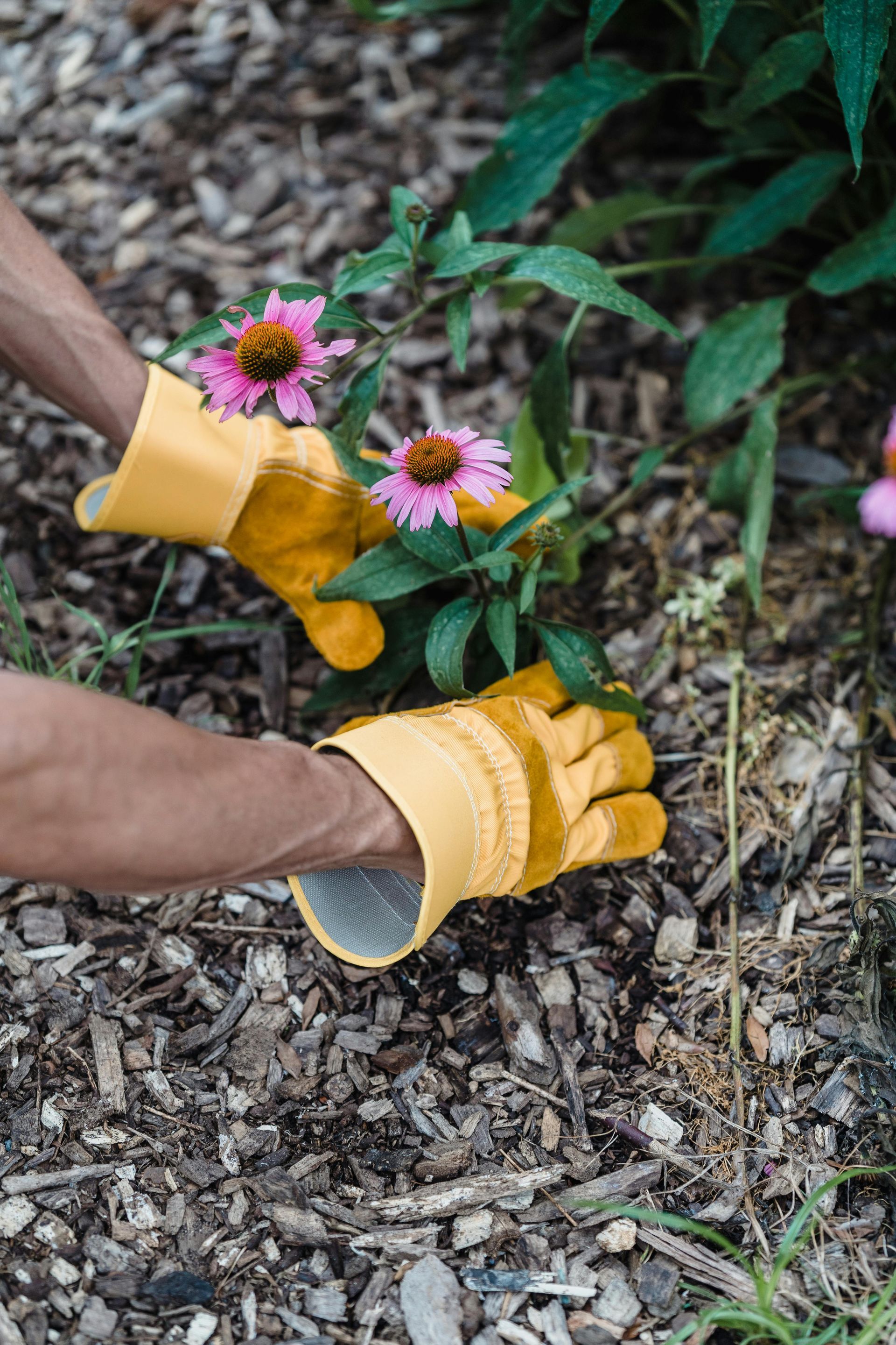 Hands in yellow gloves tending pink coneflowers in a garden bed with wood chips.