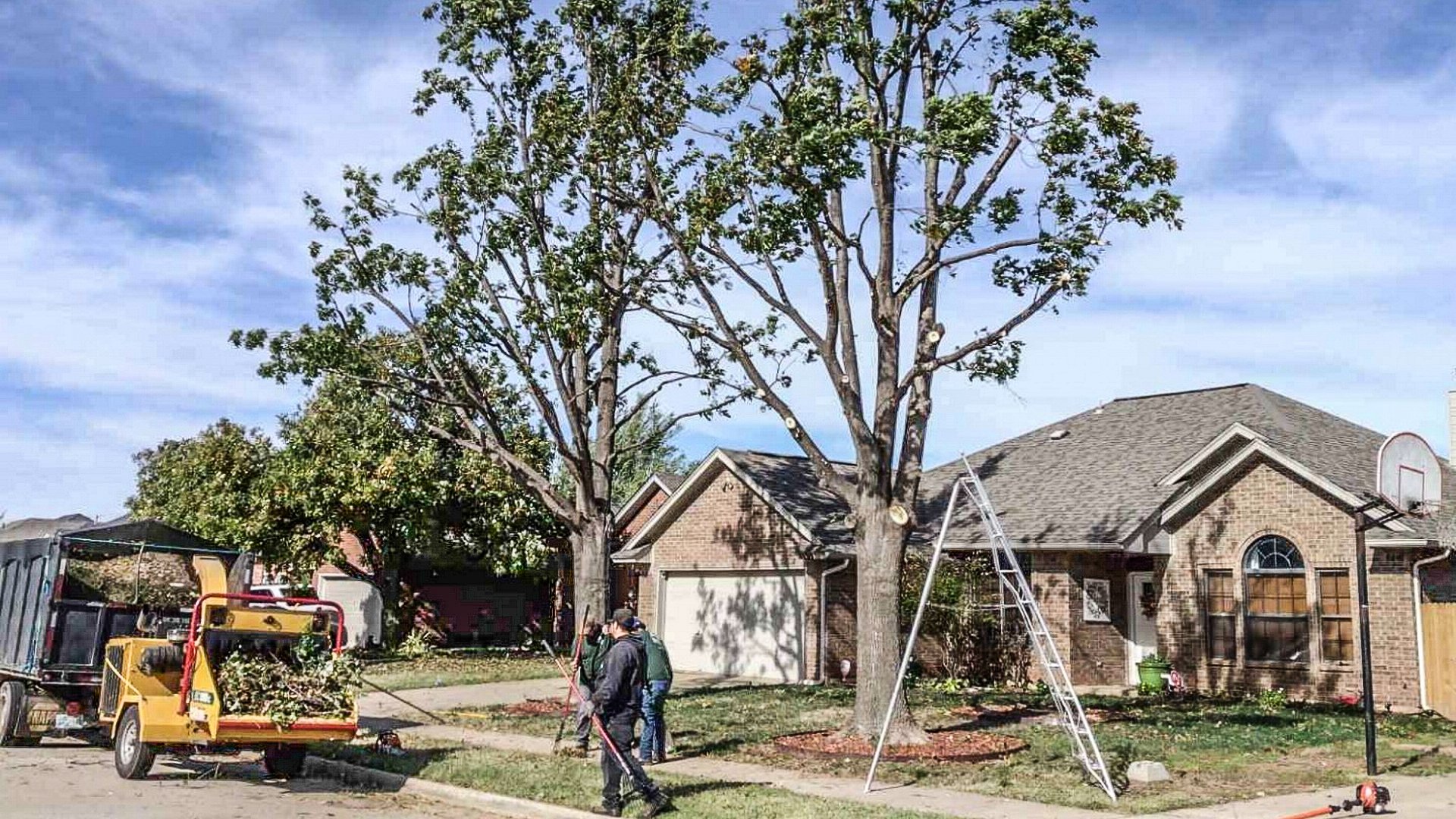 Tree Trimming & Removal | Mandujano's Construction - San Antonio, Texas