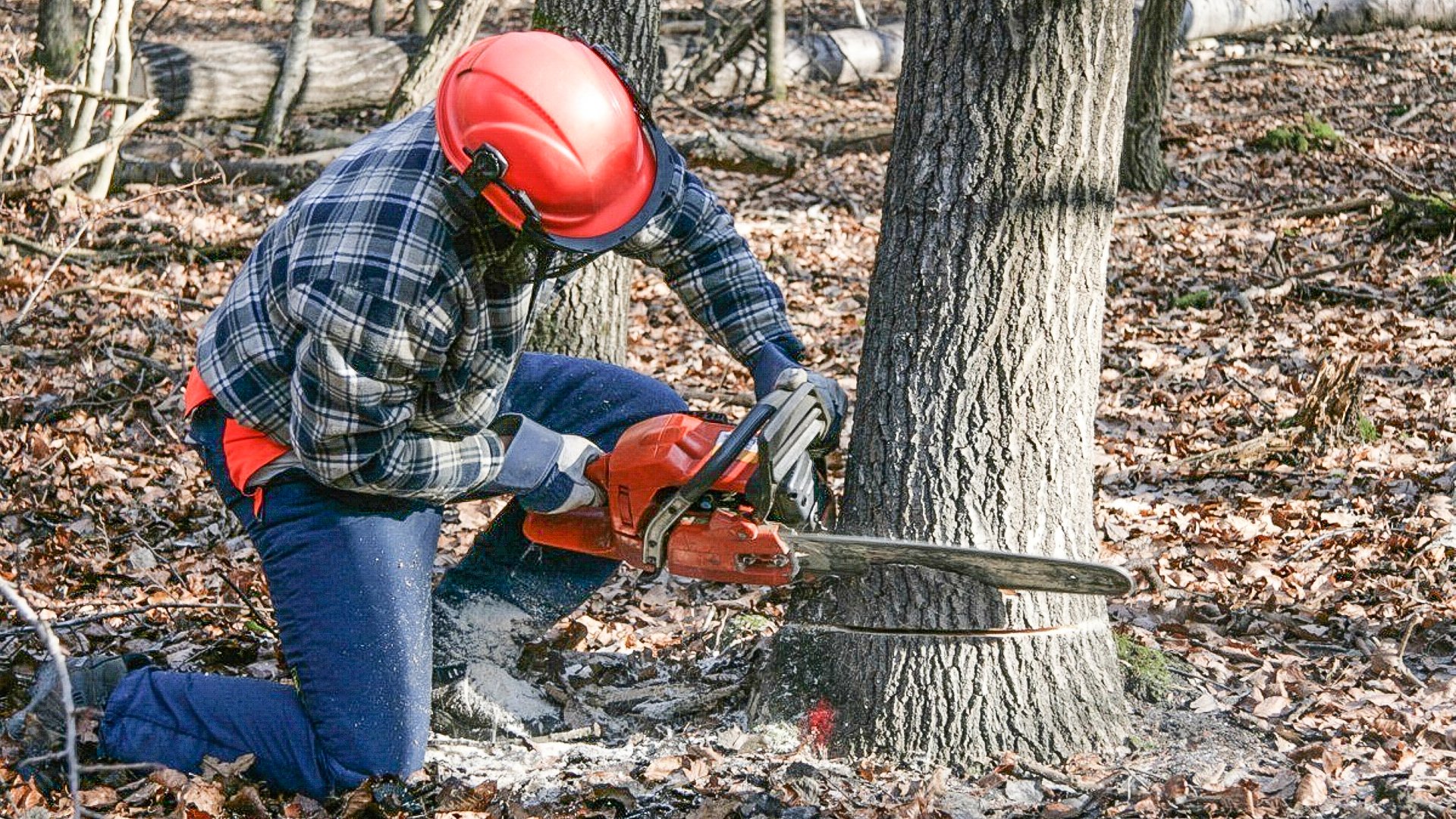 Tree Trimming & Removal | Mandujano's Construction - San Antonio, Texas
