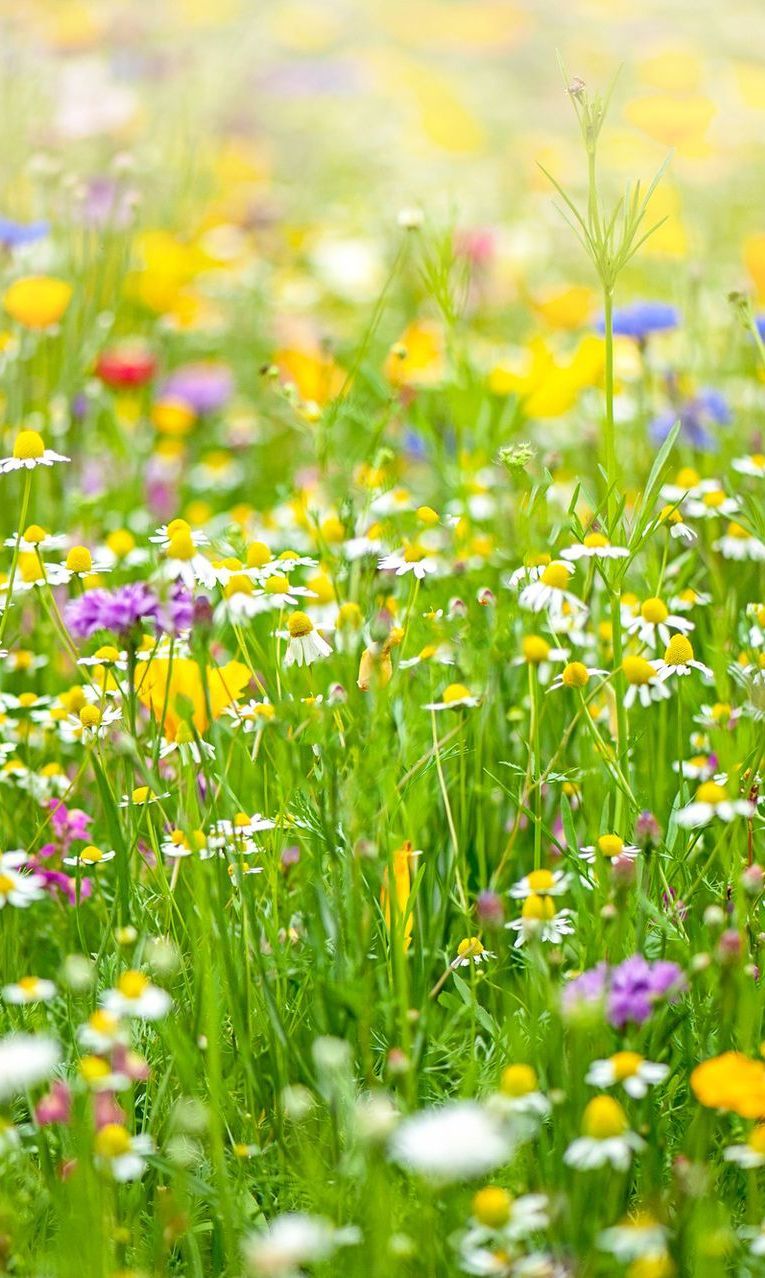 A vibrant meadow filled with flowers, showcasing a colourful array in a lush green field