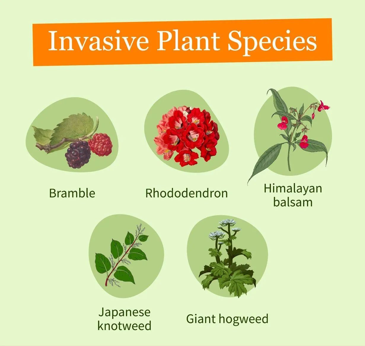 Invasive plant species including bramble, rhododendron, Himalayan balsam, Japanese knotweed, and giant hogweed.