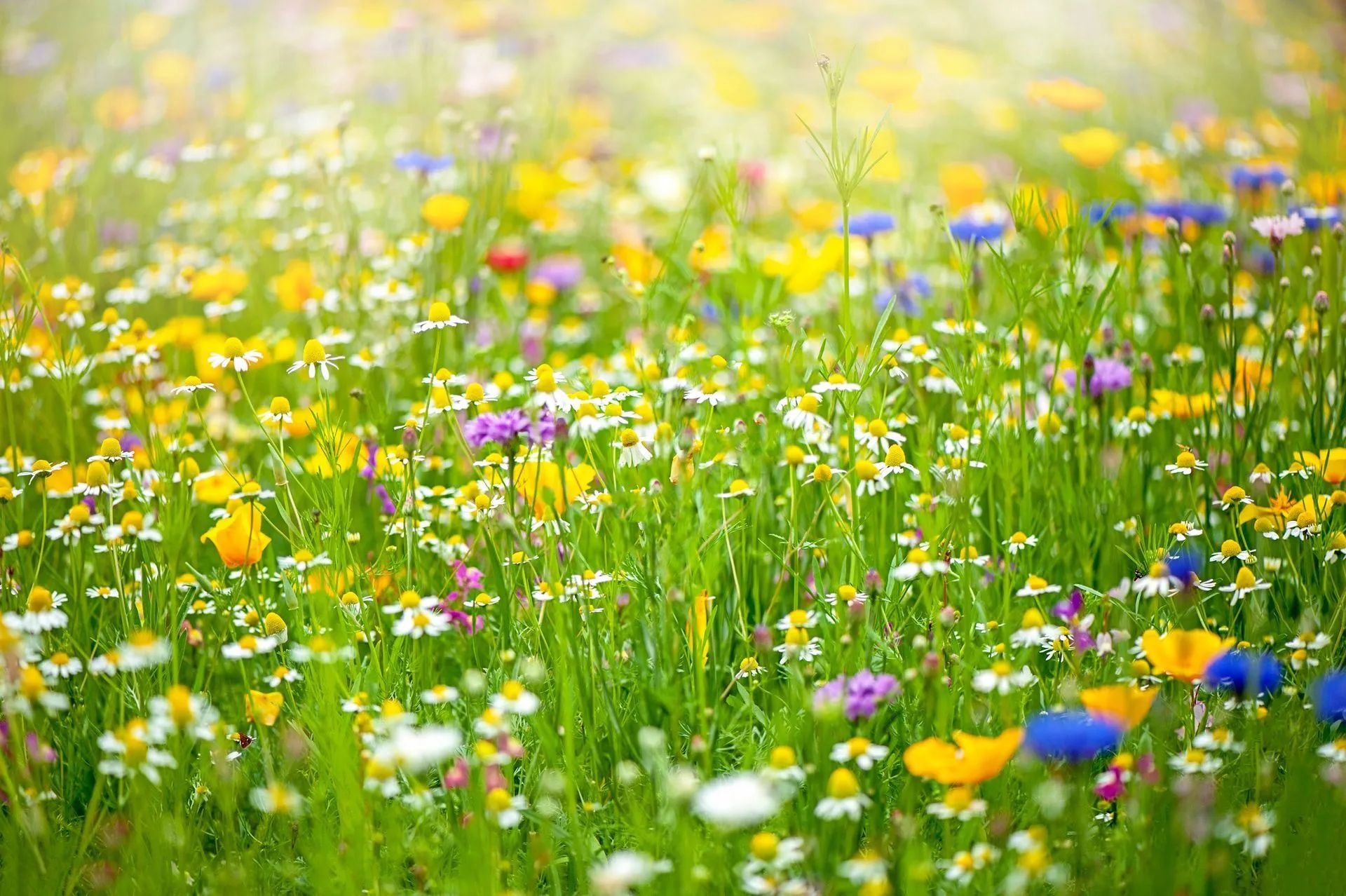 Field of colourful wildflowers including daisies, poppies, and buttercups in full bloom.