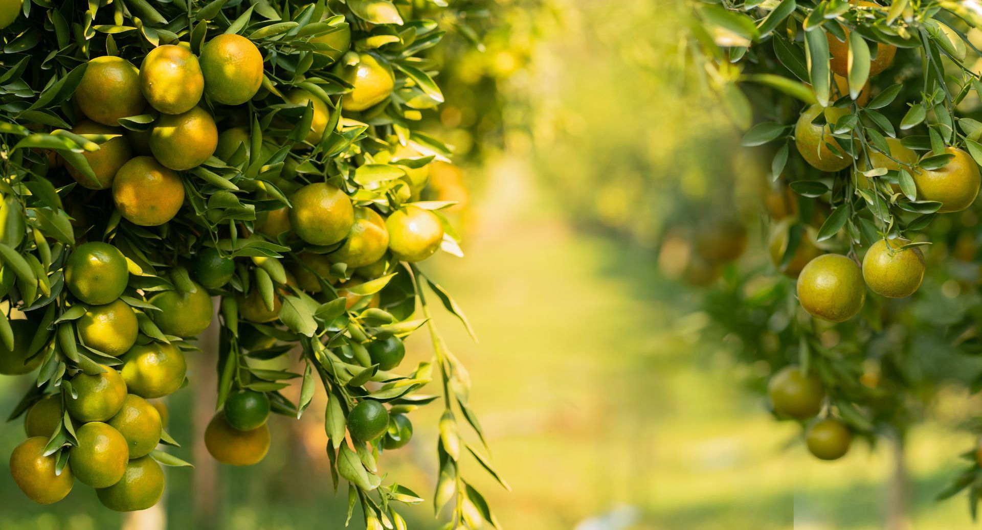 Lemons | Lemon Grove, CA | South Appliance Repair Lemons | Lemon Grove, CA | South Appliance Repair
