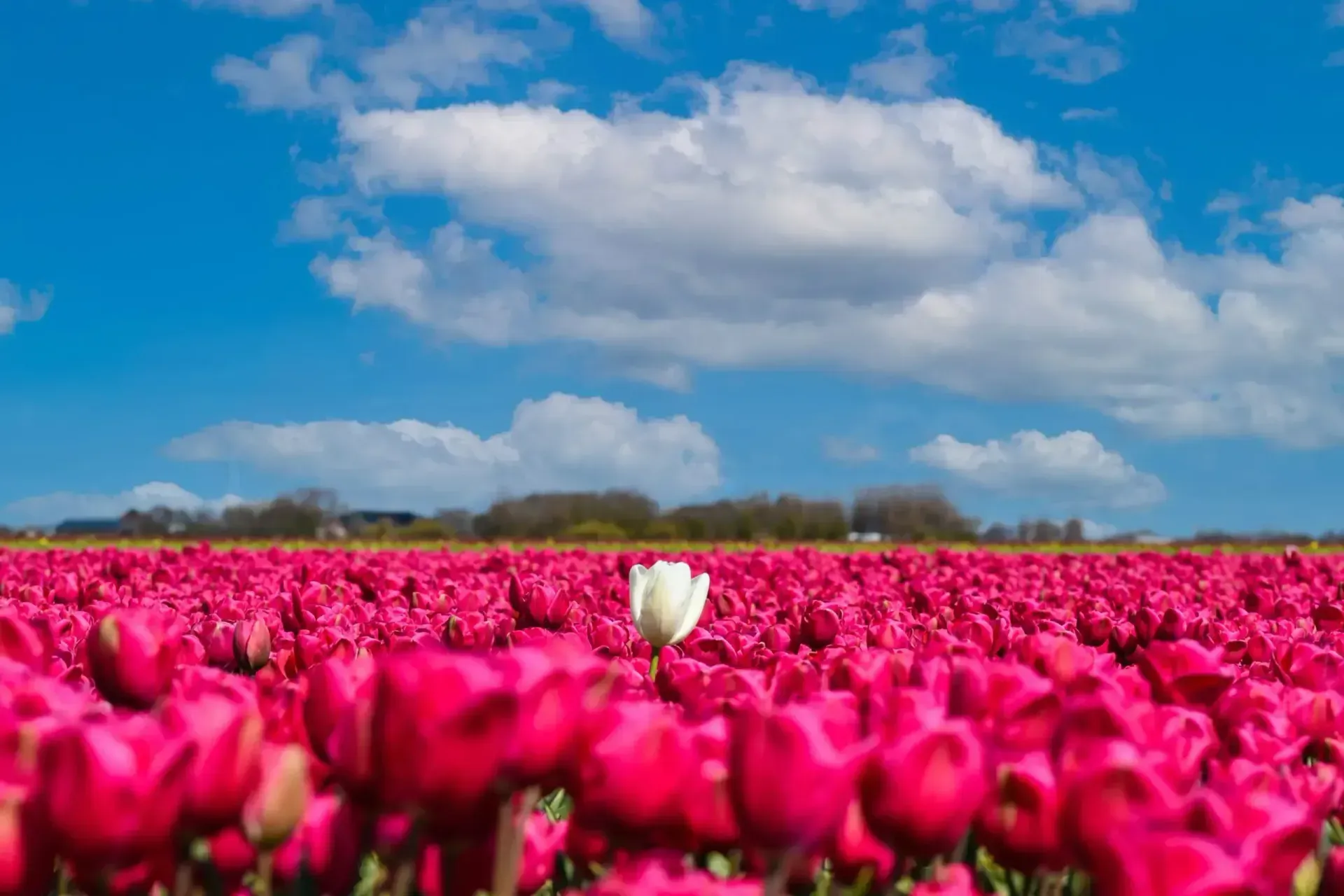 Pink tulip field under a blue sky with clouds, featuring one white tulip near the center