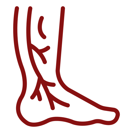 Stylized red line drawing of a lower leg and foot with visible veins, suggesting circulation or anatomy.