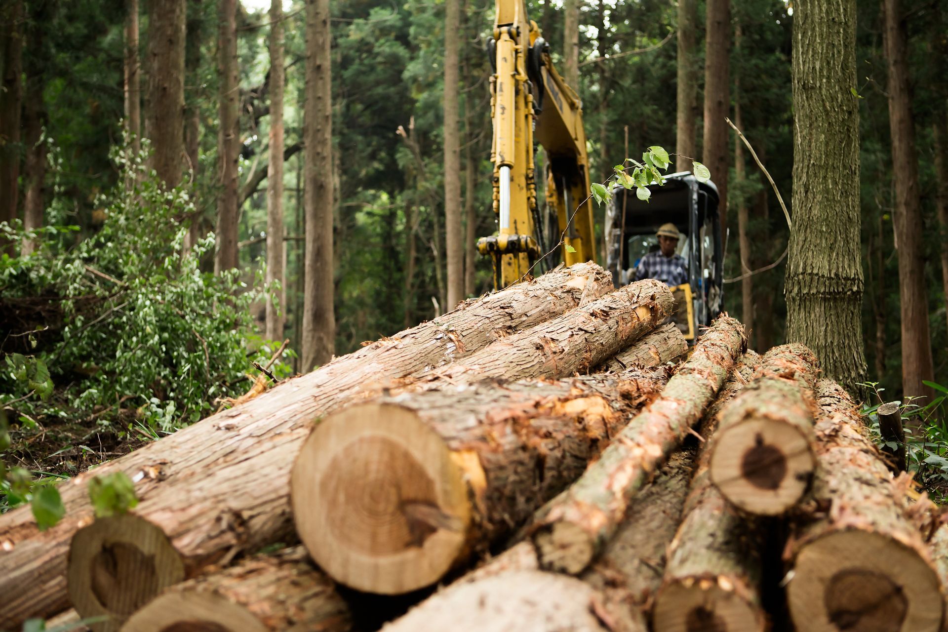 A pile of logs in a forest with a bulldozer in the background.