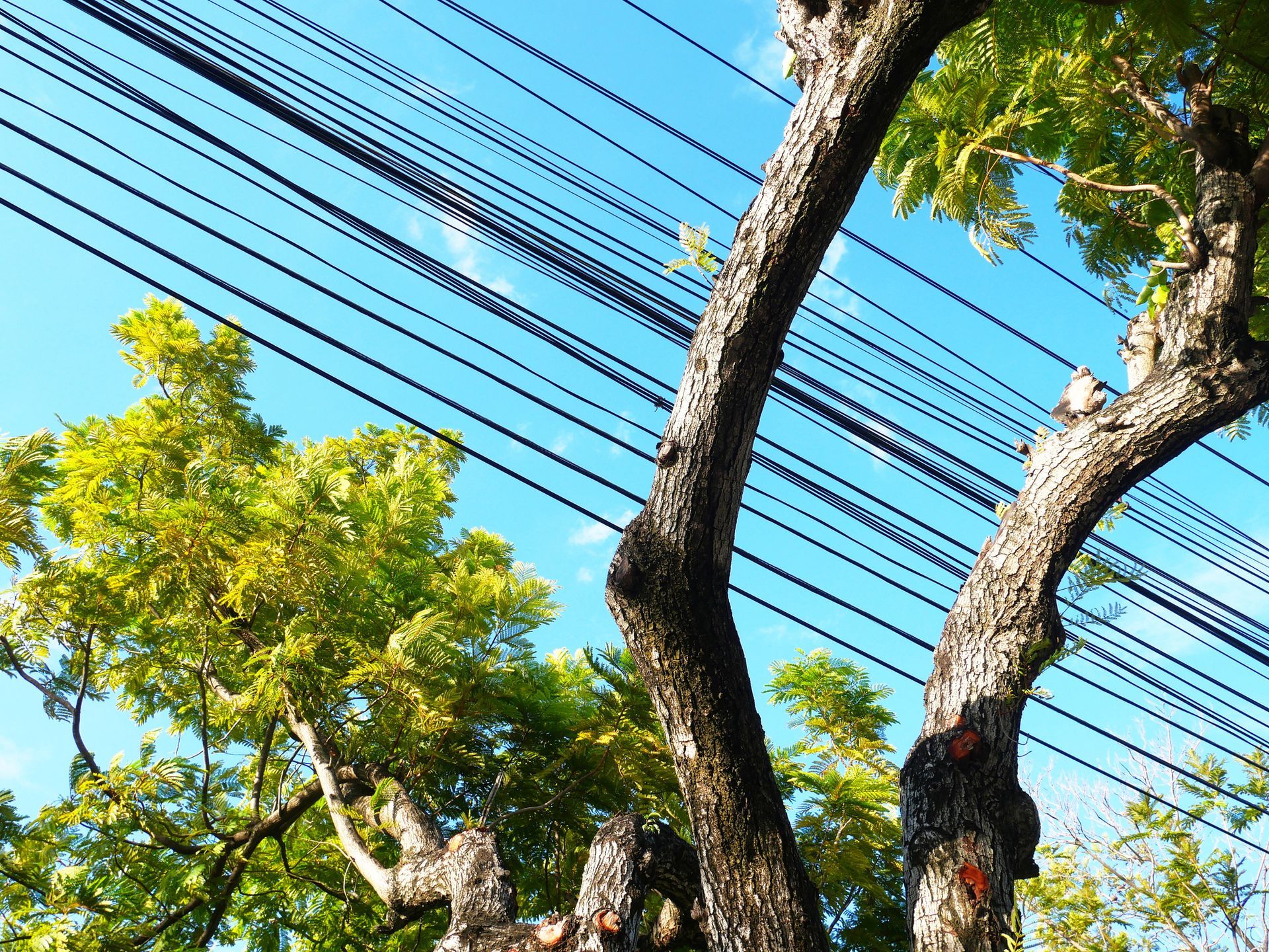 A tree with lots of wires hanging from it