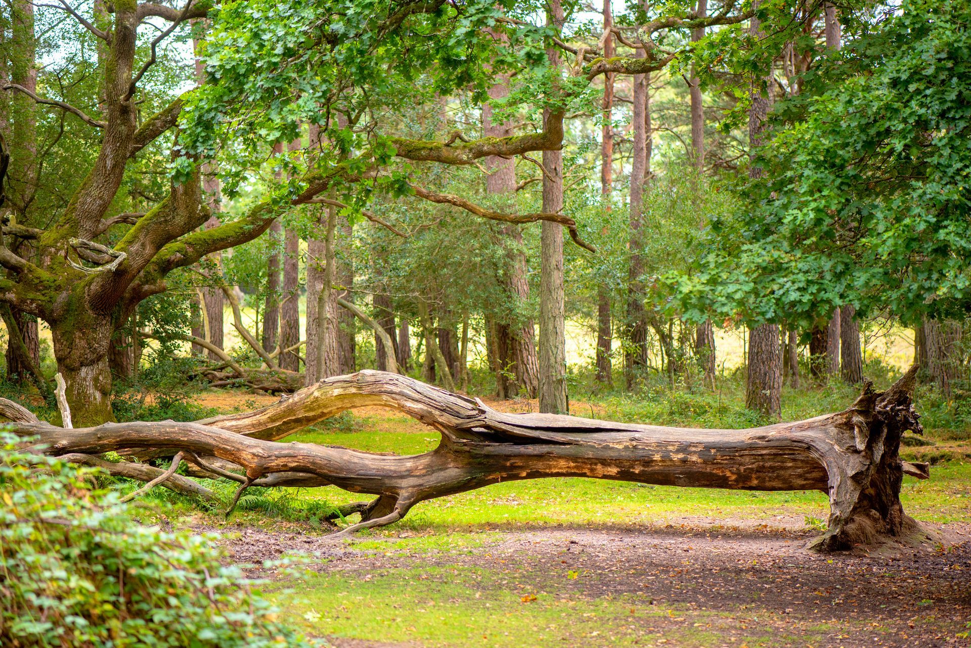 A fallen tree branch in the middle of a forest.