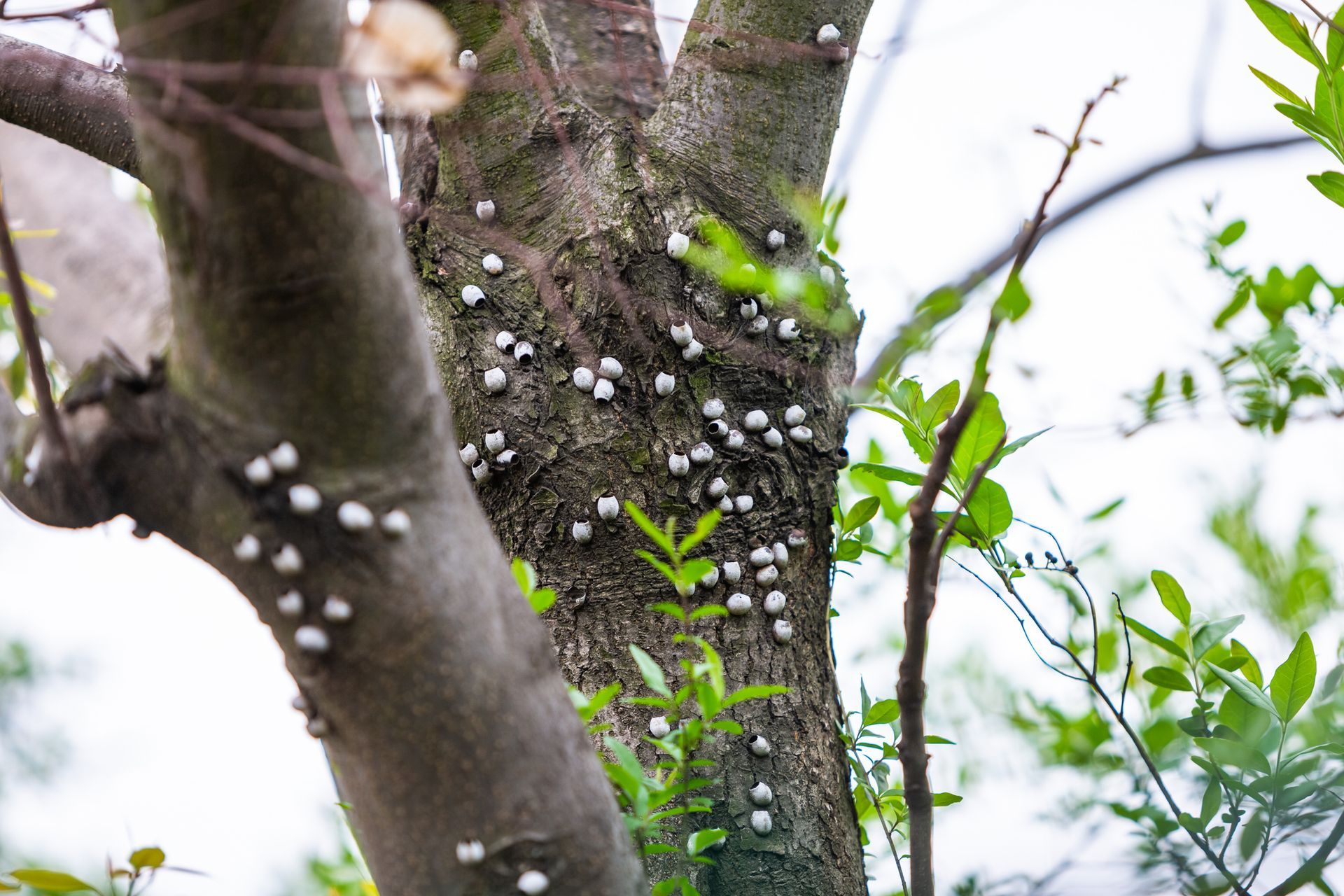 A tree with a lot of white spots on it