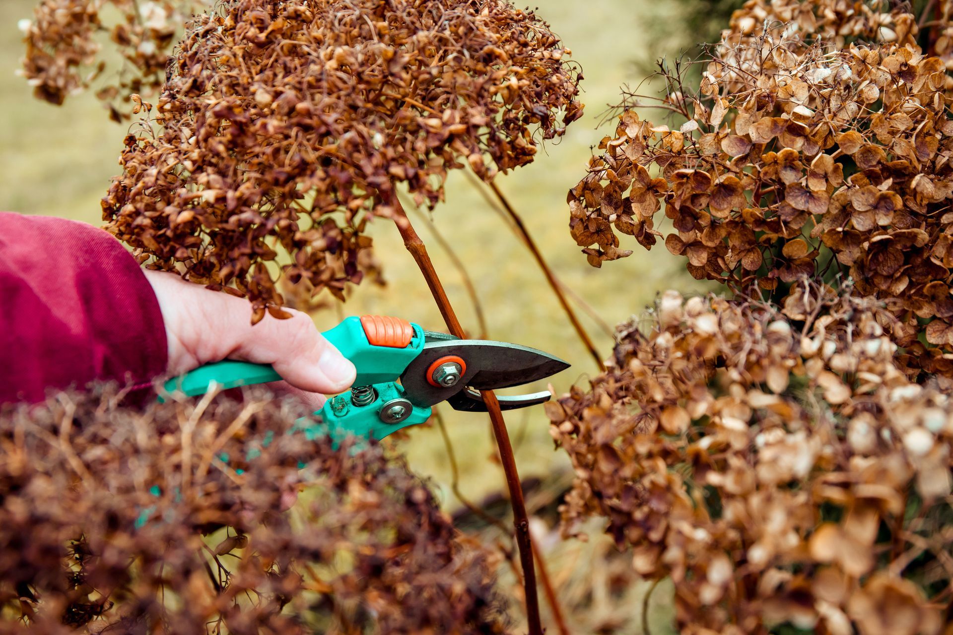 A person is cutting a plant with a pair of scissors.