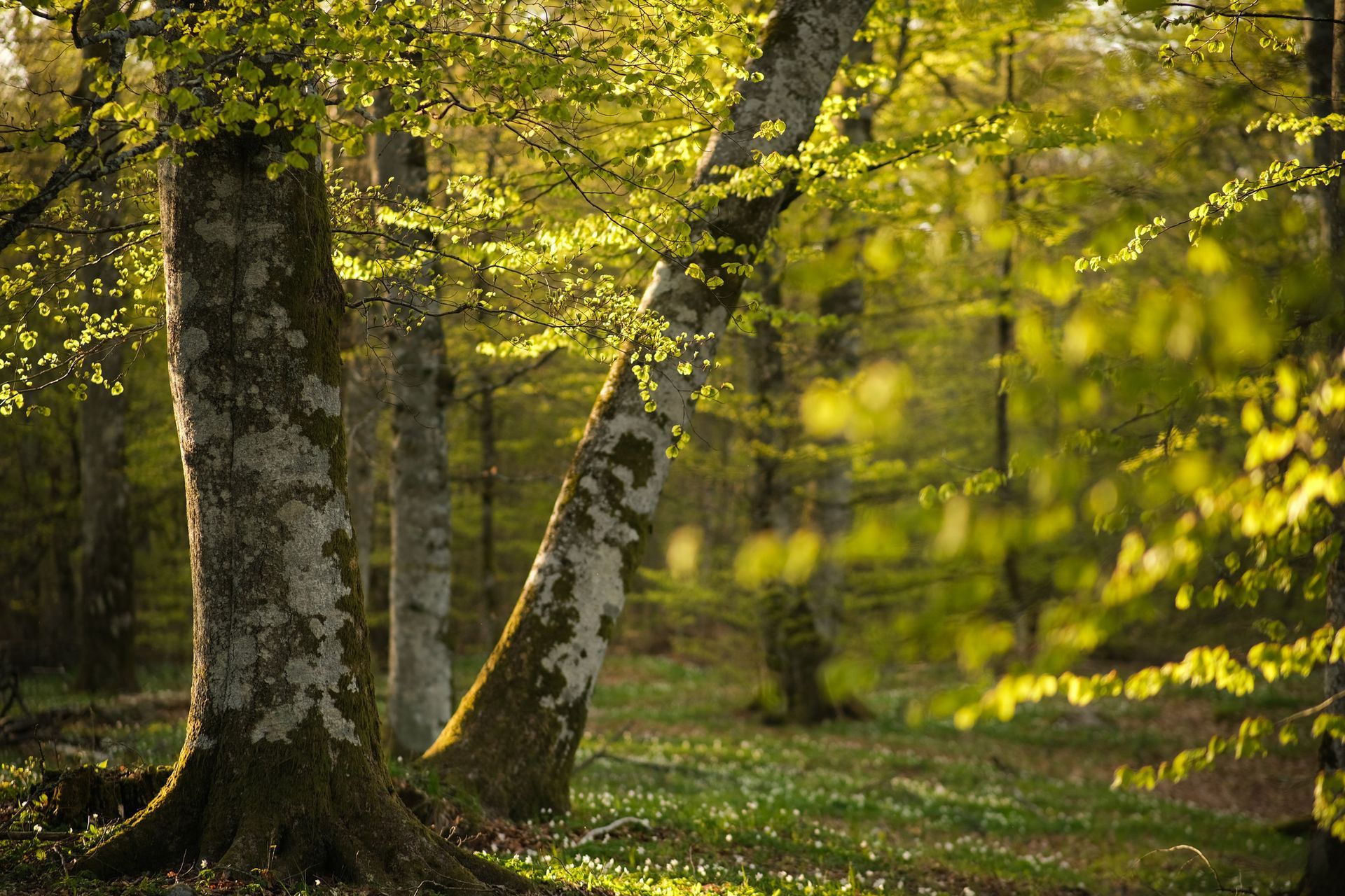 The sun is shining through the trees in the forest