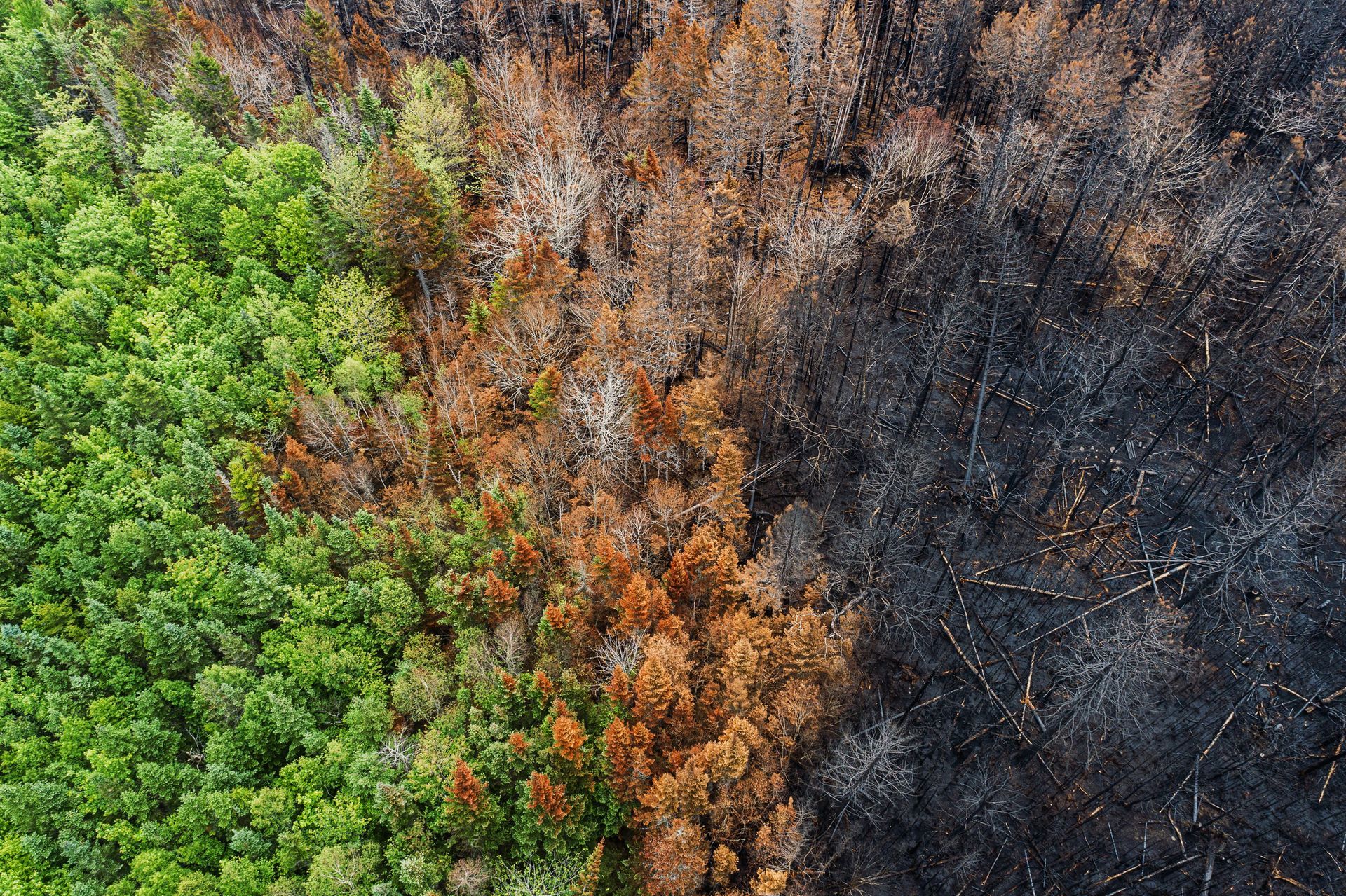 An aerial view of a forest before and after a fire.