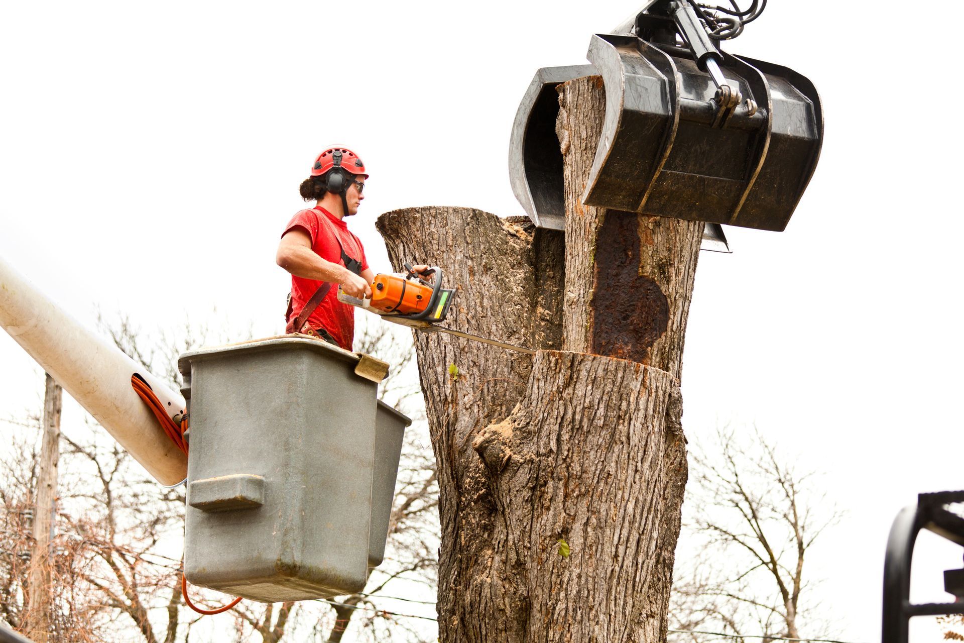 A man in a bucket is cutting a tree with a chainsaw.