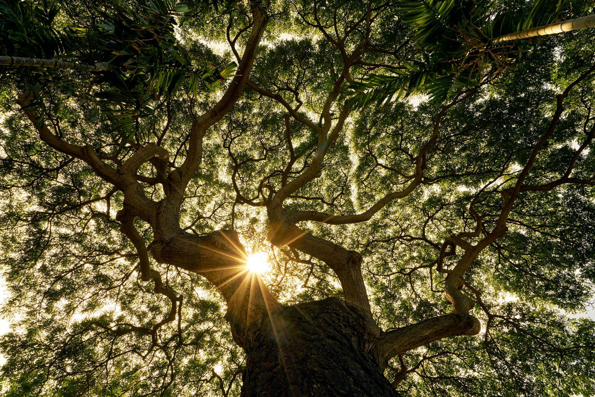 The sun is shining through the branches of a tree