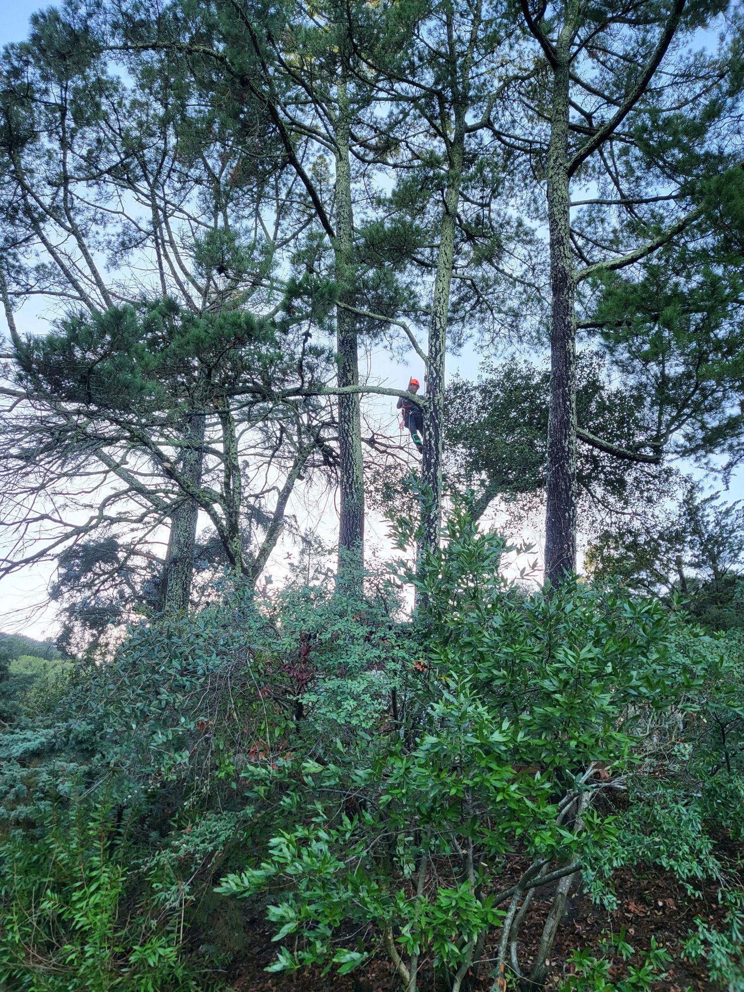A man is climbing a tree in a forest.