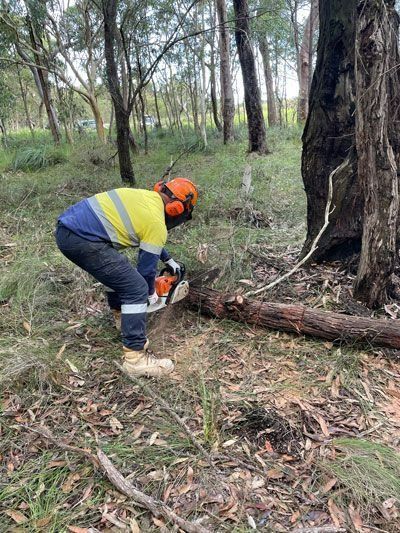 Man Using Chainsaw To Cut Up A Felled Tree — Plant Operator Courses Newcastle