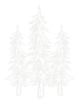 A drawing of three pine trees on a white background.