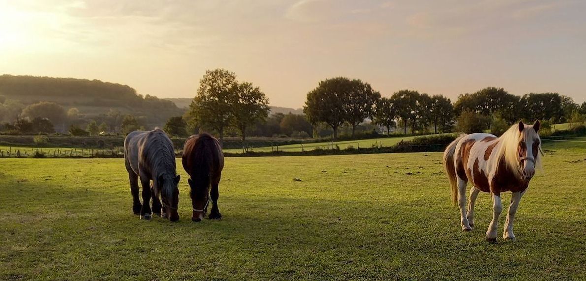 Paardencoaching Zuid-Limburg