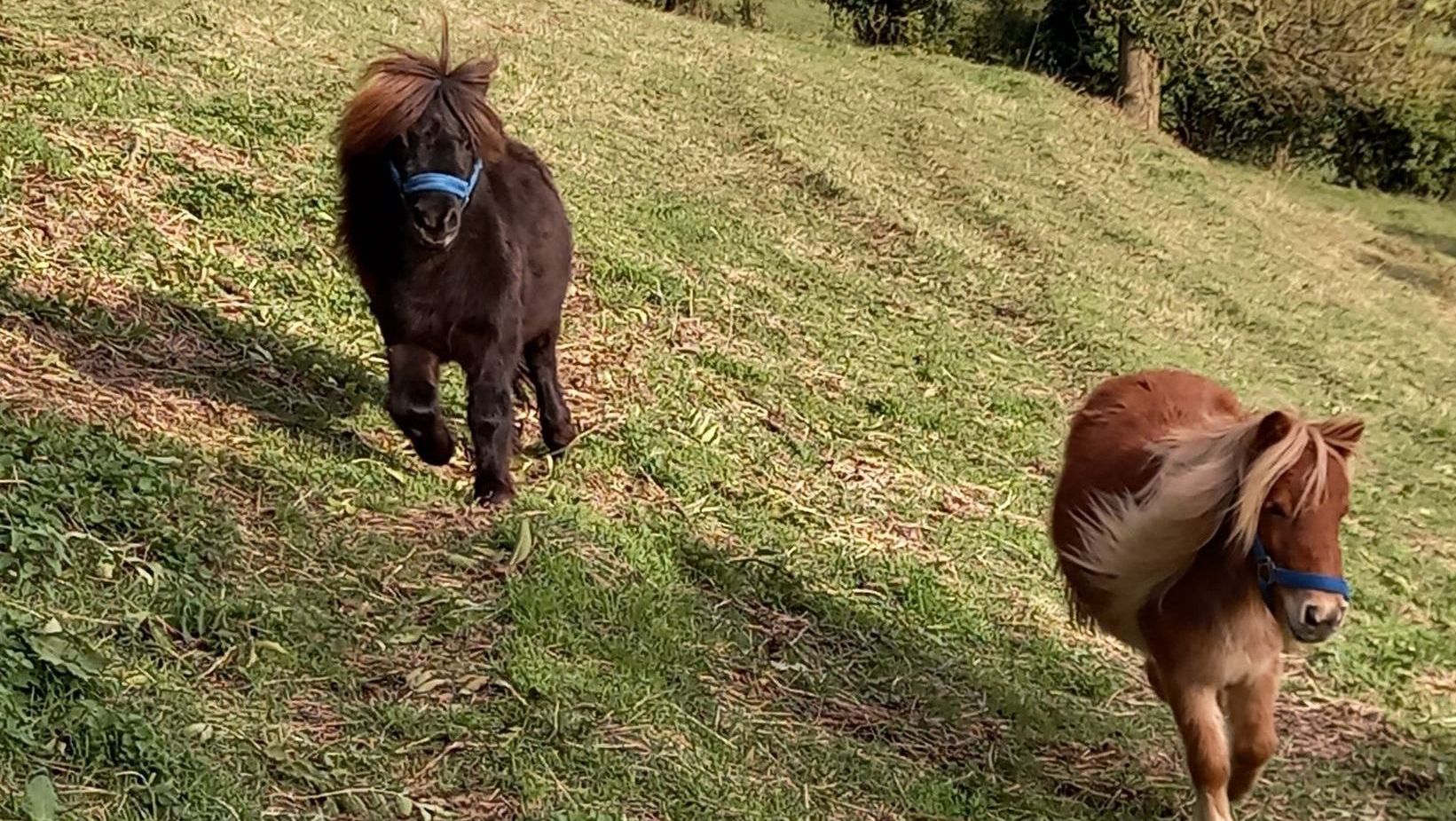 Paardencoaching Zuid-Limburg