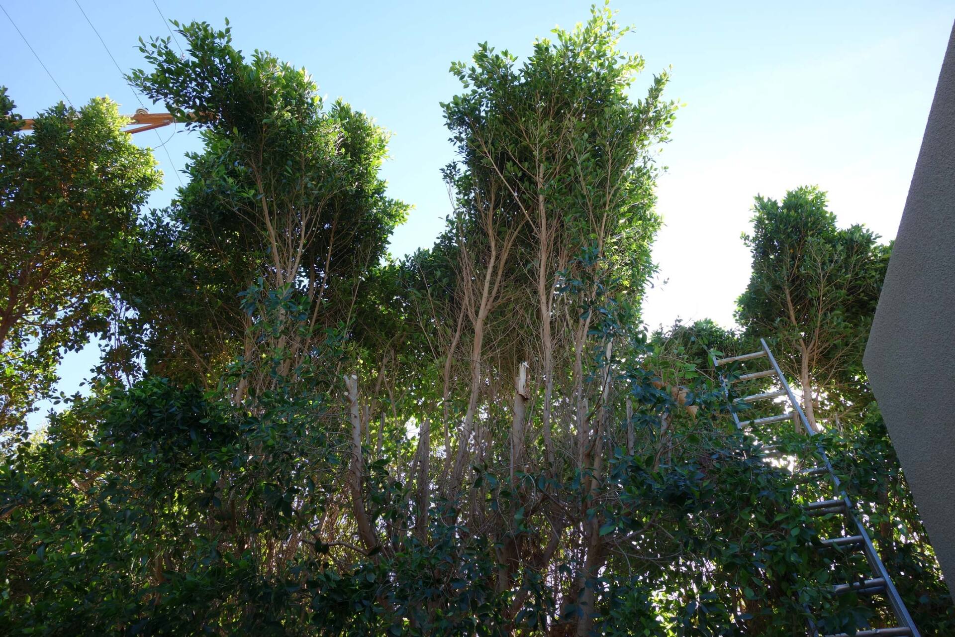 Tree Trimming — Littleton, CO — Tree Amigos Colorado