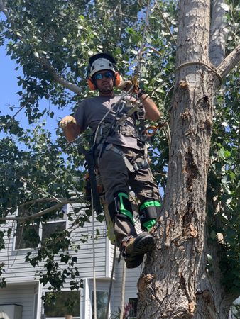 Tyler Leadingham — Littleton, CO — Tree Amigos Colorado Tyler Leadingham — Littleton, CO — Tree Amigos Colorado