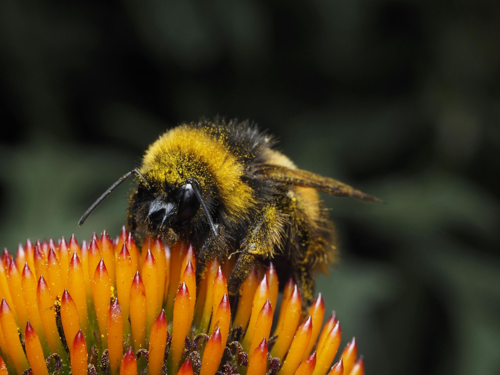 Close-up of a fuzzy bumblebee on a spiky orange flower