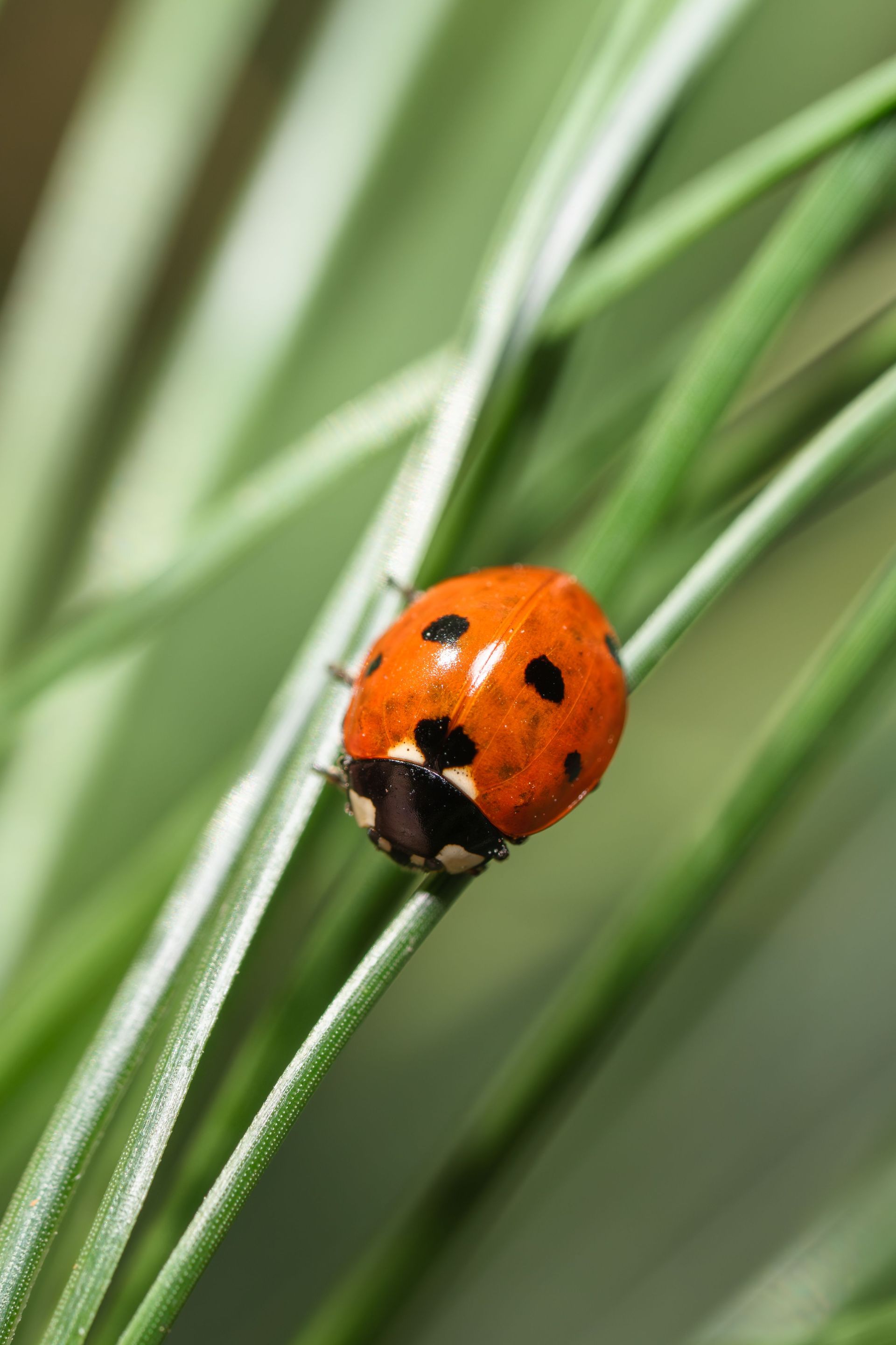 Orange ladybug on a green blade of grass among blurred leaves