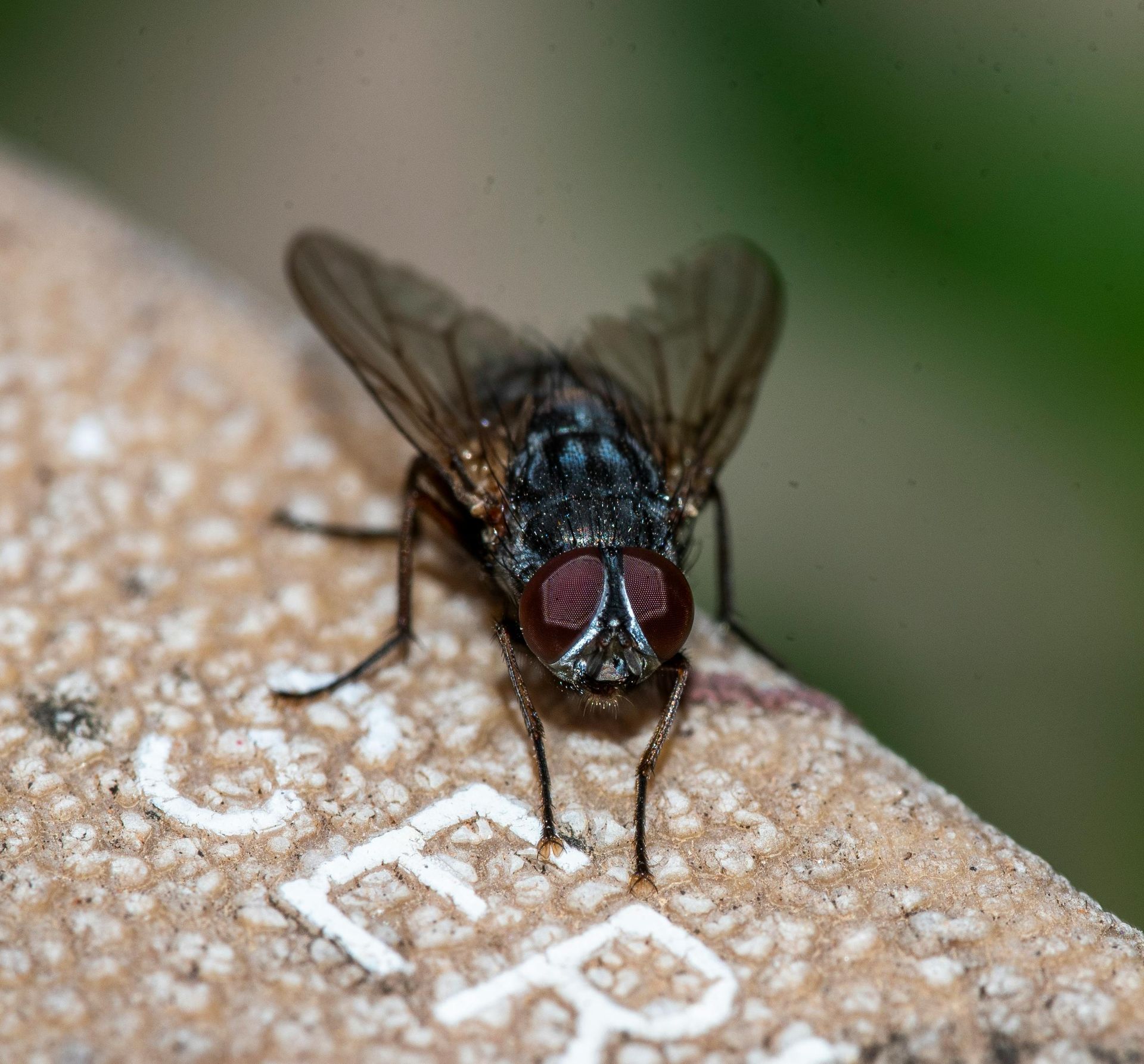 Close-up of a fly on a beige textured surface with white lettering