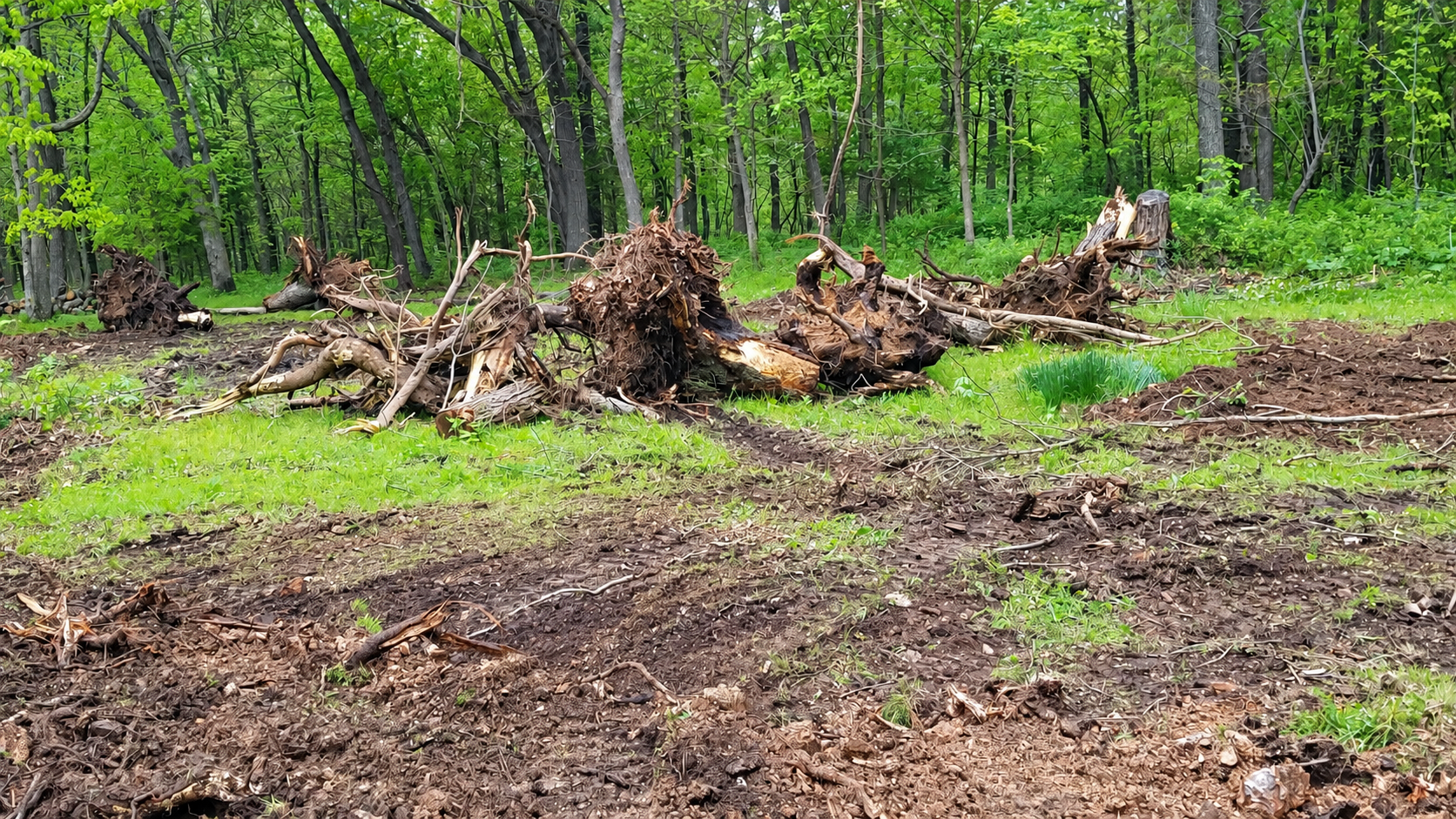 Cleared forest floor with tree stumps and scattered logs in a green wooded area