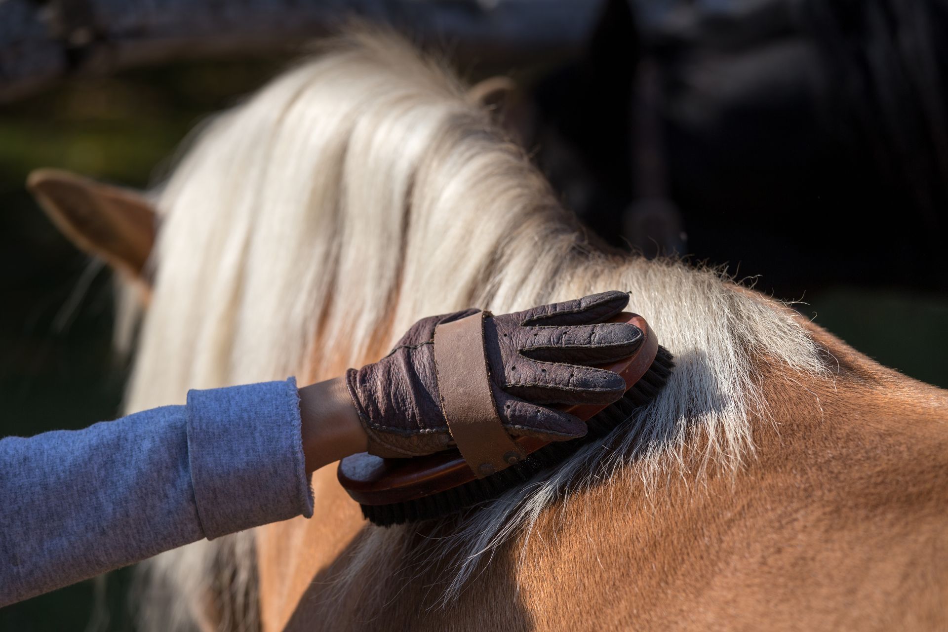 A person is brushing a horse with a brush.
