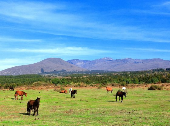 A herd of horses grazing in a field with mountains in the background