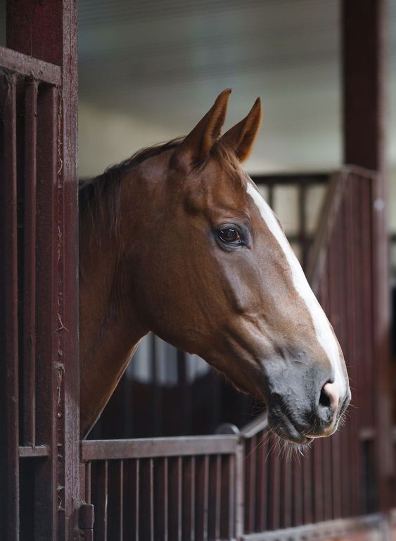 A brown horse with a white spot on its nose is standing in a stable.