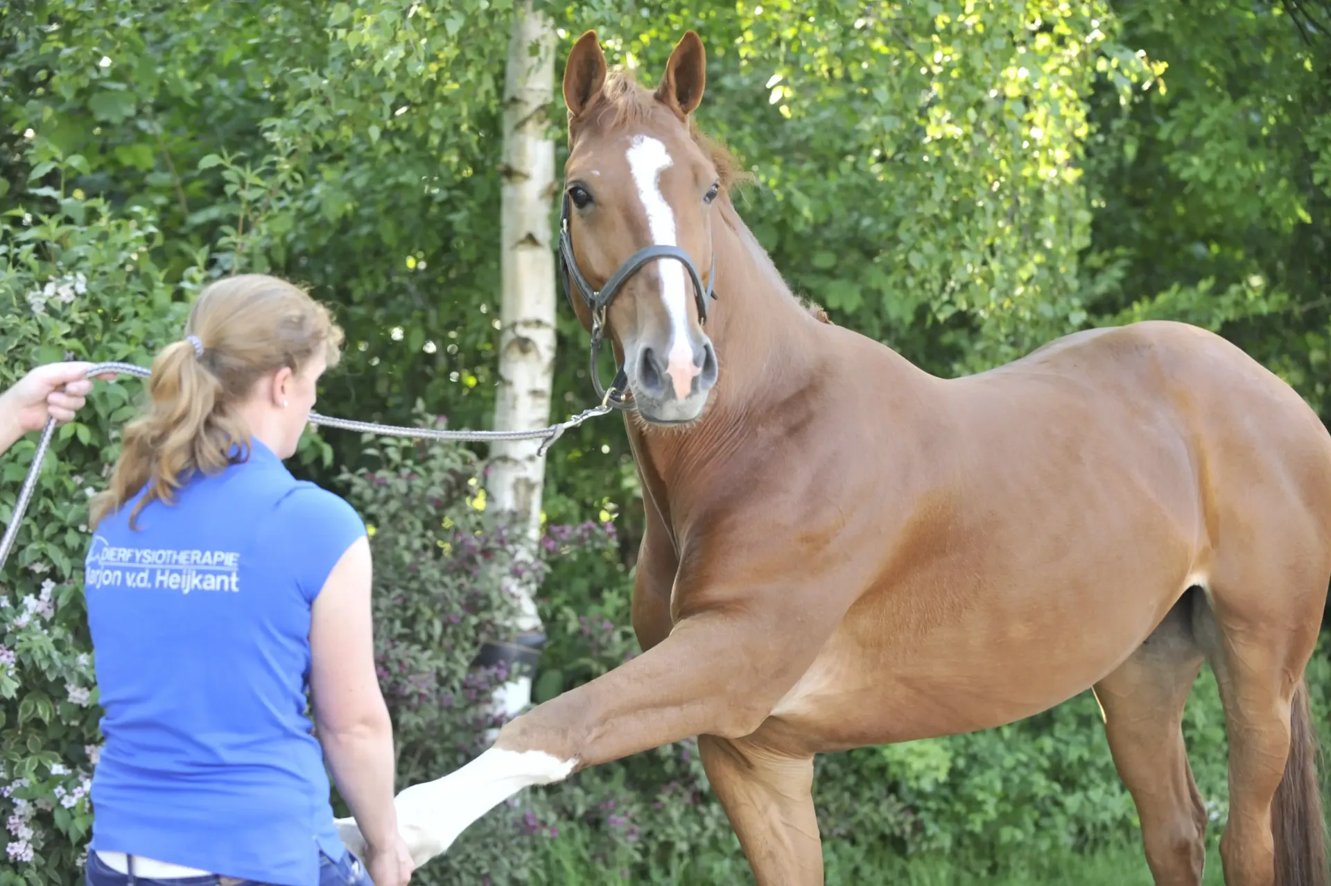 behandeling fysiotherapie paard