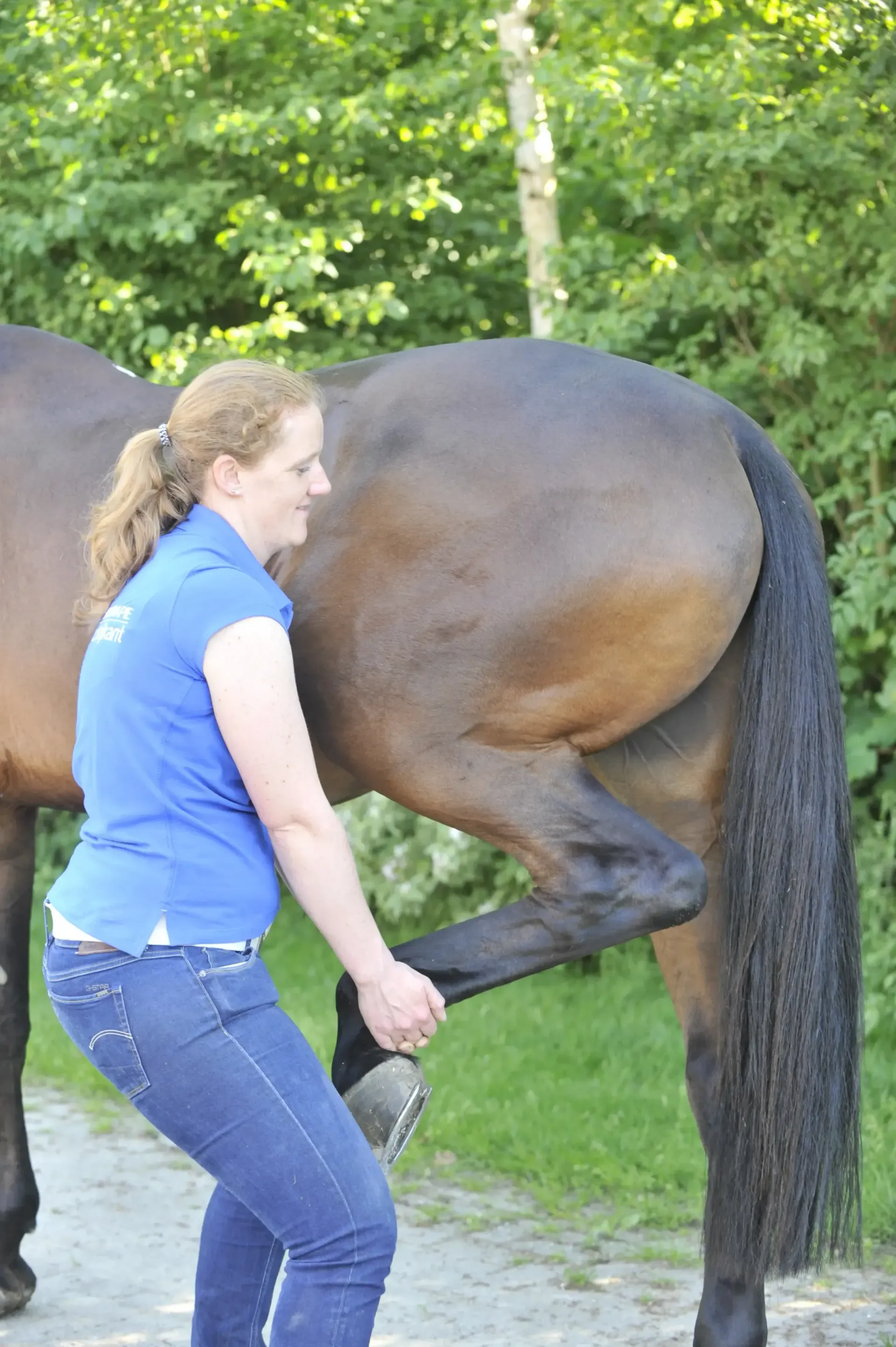 behandeling fysiotherapie paard