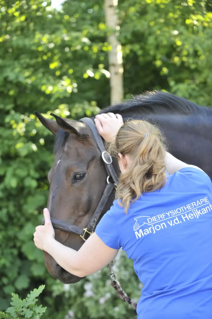 Marjon behandelen paard